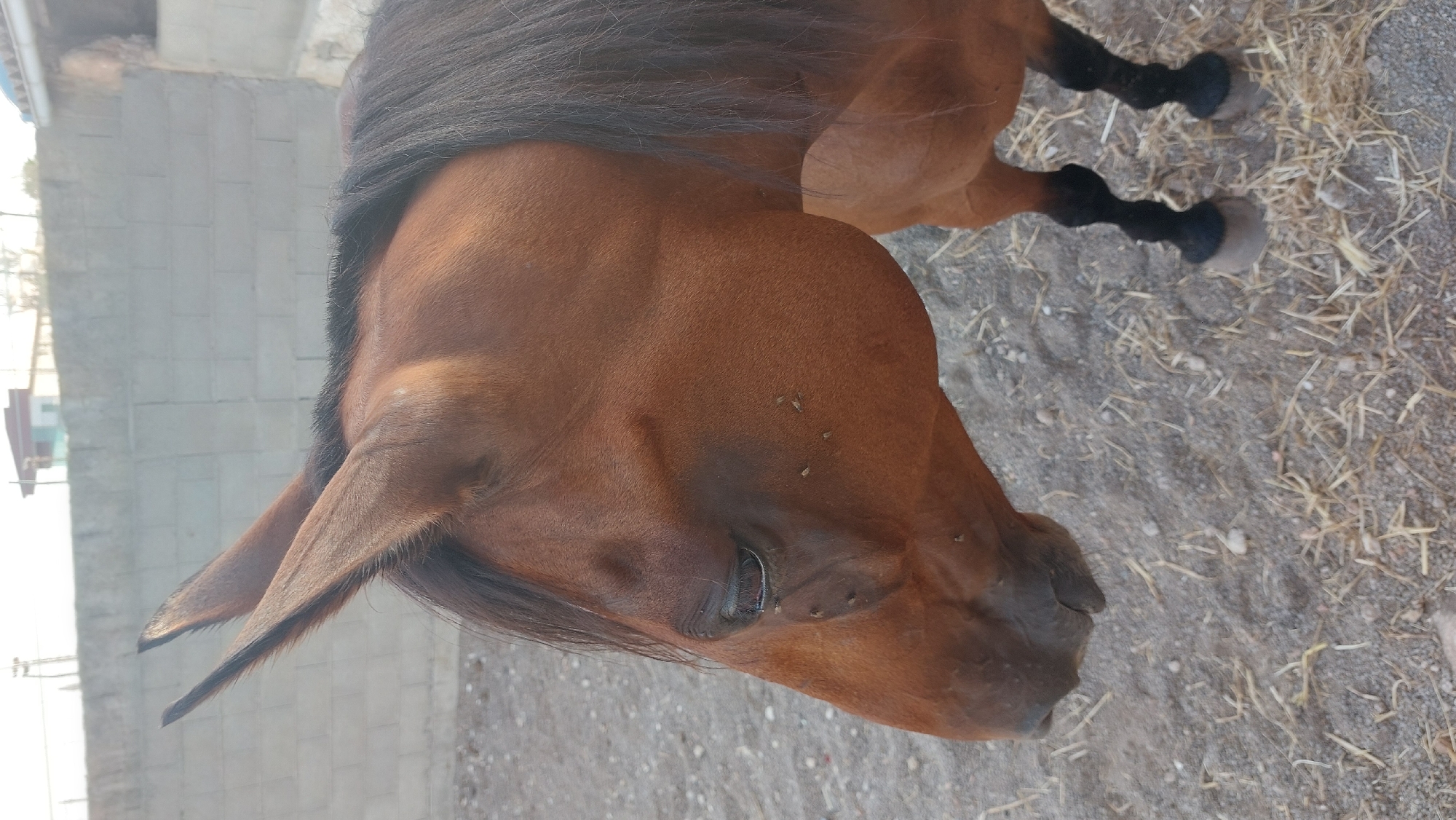 The image shows a close-up view of a brown horse's head and neck. The horse is facing left, with its ears pricked forward. Its mane is dark brown and falls over its neck. There are several flies on the horse's face, particularly around its eye and cheek. The horse is standing on a ground covered with gravel and dried grass. In the background, there is a low brick wall, and beyond that, a building and the sky. The scene appears to be outdoors, possibly in a stable or paddock. There is no indication of the specific location in Manacor, Spain.