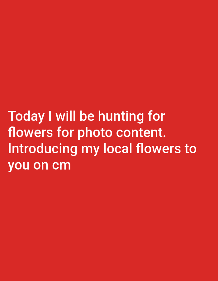 The image is a red background with white text that reads: "Today I will be hunting for flowers for photo content. Introducing my local flowers to you on cm". There is no depiction of Aluepapeun, Indonesia, or any people, subjects, or objects within the image.