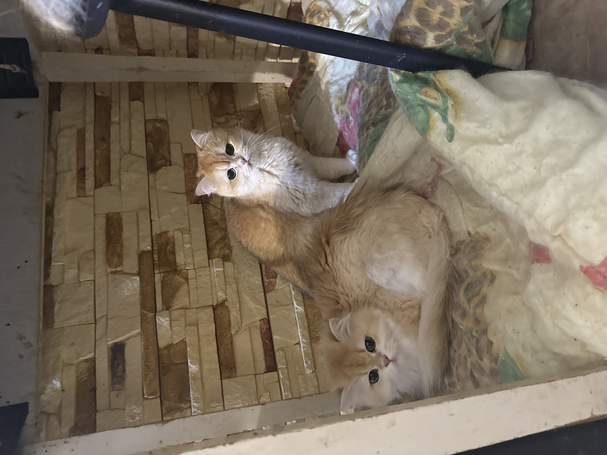 Two light orange cats, one adult and one kitten, are nestled together on a patterned blanket under a wooden shelf. The adult cat is seated and looking forward, while the kitten is lying down and partially hidden. The background consists of a wall made of stacked, textured beige and brown stones. The scene appears to be indoors, possibly in a home or shelter. No specific location within the city of Dnipro, Ukraine, can be determined from the visual information.