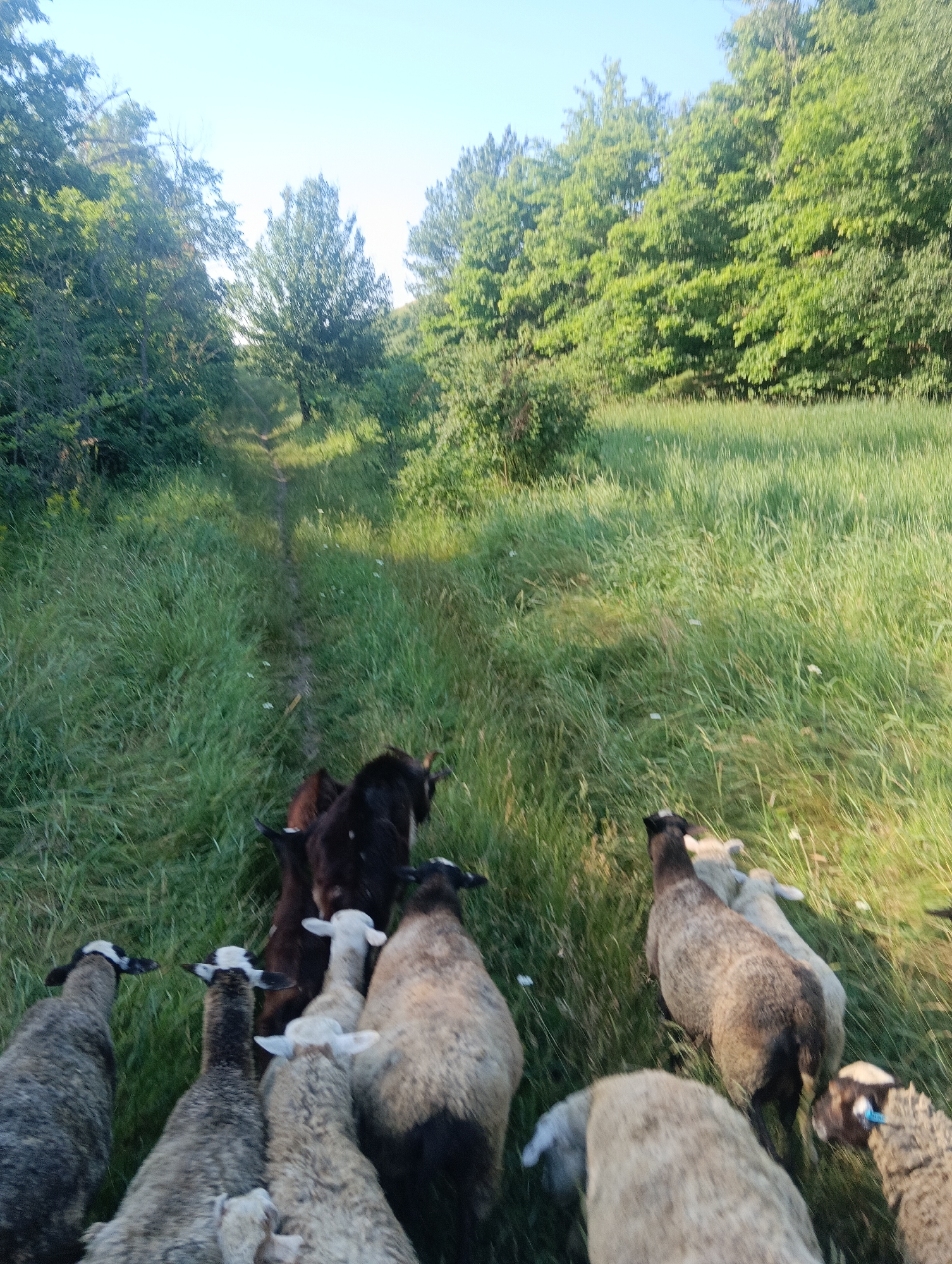 In an outdoor, rural setting, a flock of sheep and at least one goat are gathered on a grassy path winding through a field. The path leads into a wooded area with lush green trees on either side. The sky above is clear and light blue. The sheep are of various colors, including white, gray, and black and white. Some are facing the camera, while others are turned away. The goat is dark brown or black. The scene appears to be captured during daylight.