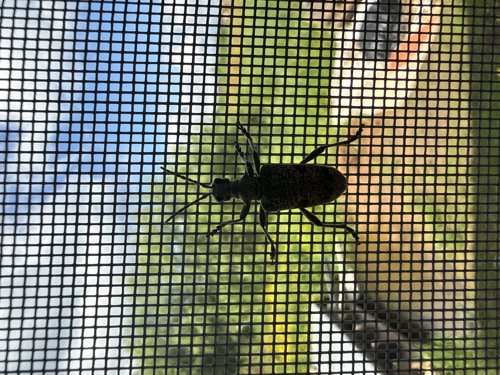 The image captures a close-up, backlit view of a large insect, likely a beetle, resting on the exterior side of a black window screen. The insect is silhouetted, appearing dark against the bright outdoor background, though some texture is discernible on its body. It has a robust, somewhat elongated body, six visible legs spread out, and prominent antennae extending from its head on the left side of its body.
The window screen forms a sharp, dark grid pattern across the entire frame, with the insect positioned centrally. Through the mesh, a vibrant outdoor scene is visible. The left side of the background shows a clear, bright blue sky, indicating it is daytime. The middle and right portions of the background are filled with lush green foliage, suggesting trees or bushes, with varying shades of green and some brighter, sunlit yellow-green areas. There are no clear indications of specific structures or man-made elements beyond the screen itself, though some indistinct shapes are present in the deeper background.
The strong backlighting creates a high contrast image, emphasizing the silhouette of the insect and the pattern of the screen. The overall impression is of a quiet, sunny day, with nature observed from an interior perspective through a protective barrier. There is no visible text in the image.