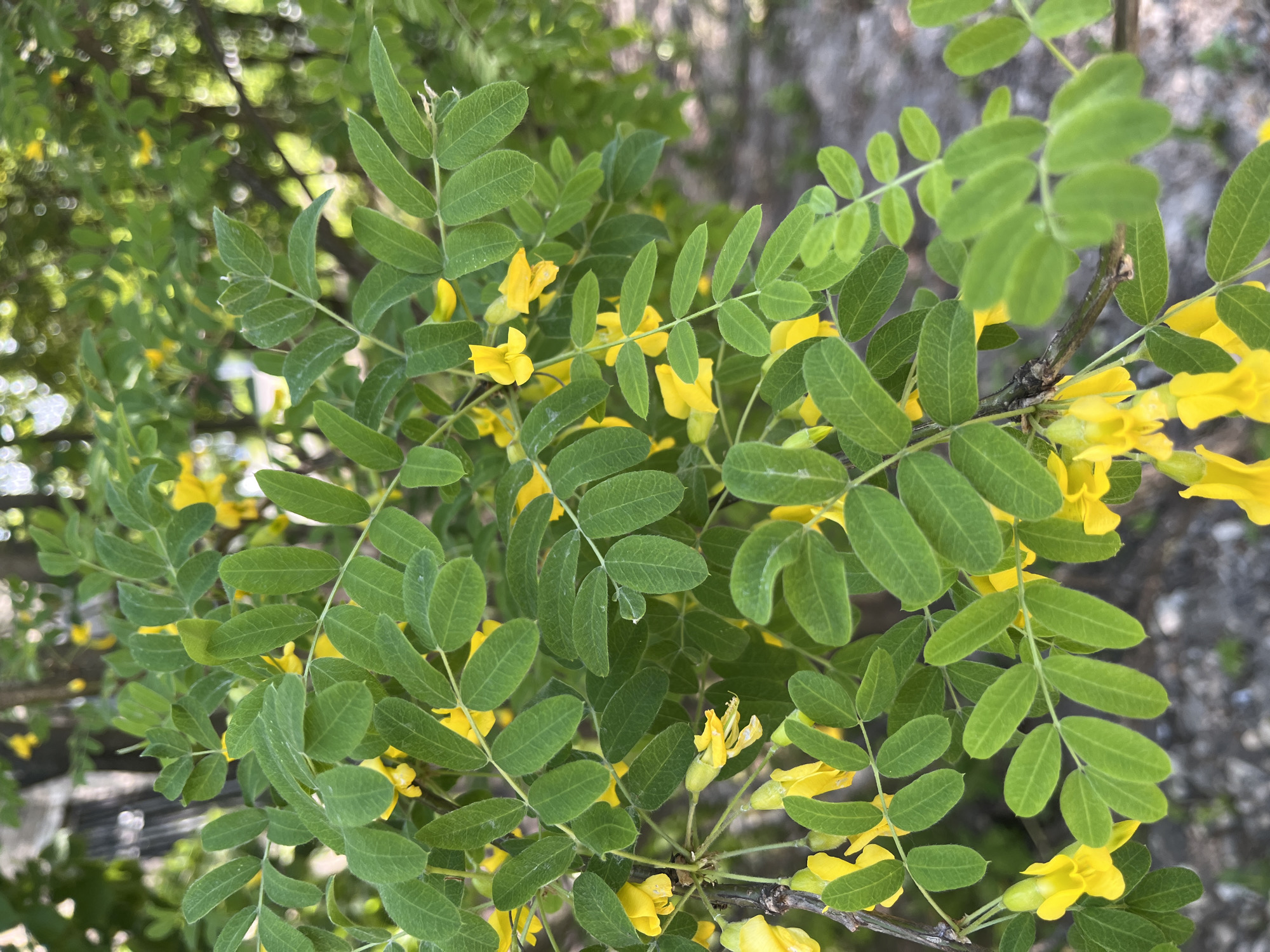 The image shows a bush with green leaves and yellow flowers. The leaves are small and oval-shaped, arranged in pairs along a stem. The flowers are small and yellow, clustered together in groups. The background is blurred, but appears to be a mix of green foliage and a grey textured surface, possibly a wall or ground. The image appears to be taken outdoors.