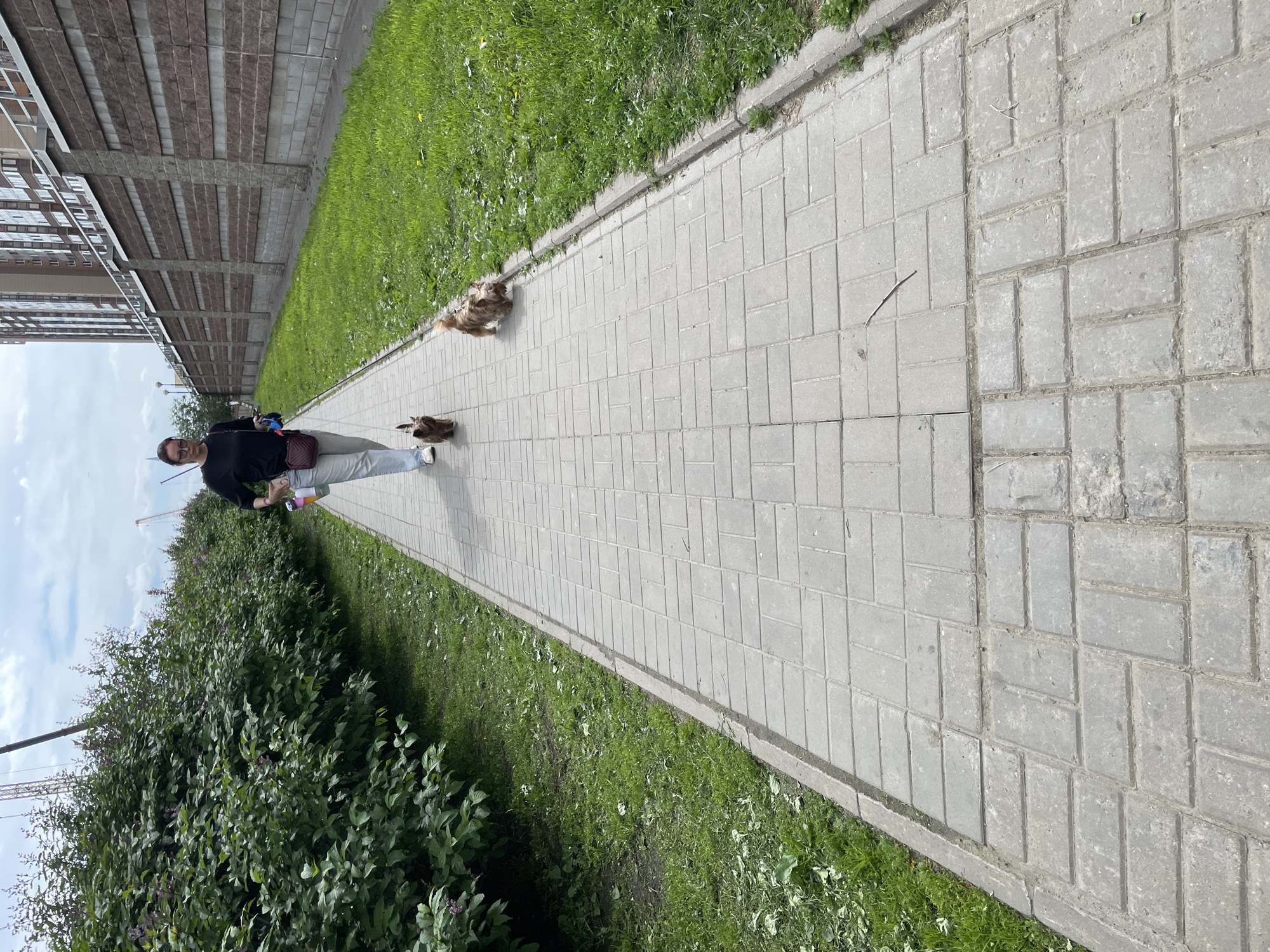 The image, taken in Saint Petersburg, Russia, depicts a woman walking two small dogs on leashes along a paved sidewalk during the daytime. The perspective is slightly elevated and looks down the length of the path.
The woman, positioned in the middle distance on the left side of the frame (when upright), wears a dark long-sleeved top, light-colored pants, and glasses. She carries a maroon shoulder bag and holds the leashes for two small, fluffy dogs. The first dog, primarily brown with lighter markings, walks ahead of her, closer to the center of the path. A second, smaller dog with mixed brown and white fur walks closer to the woman's feet. Both dogs appear to be calmly walking on their leashes.
The wide sidewalk is constructed from grey rectangular pavers laid in a consistent pattern. Lush green grass borders both sides of the path. On the left side of the sidewalk, a tall, multi-story residential building with numerous windows is visible in the background, behind a long, textured concrete or brick wall. On the right side, a dense row of green bushes, some showing small purple blooms, extends along the path. The sky above is overcast, suggesting a cloudy day with diffuse natural light. There is no visible text in the image.