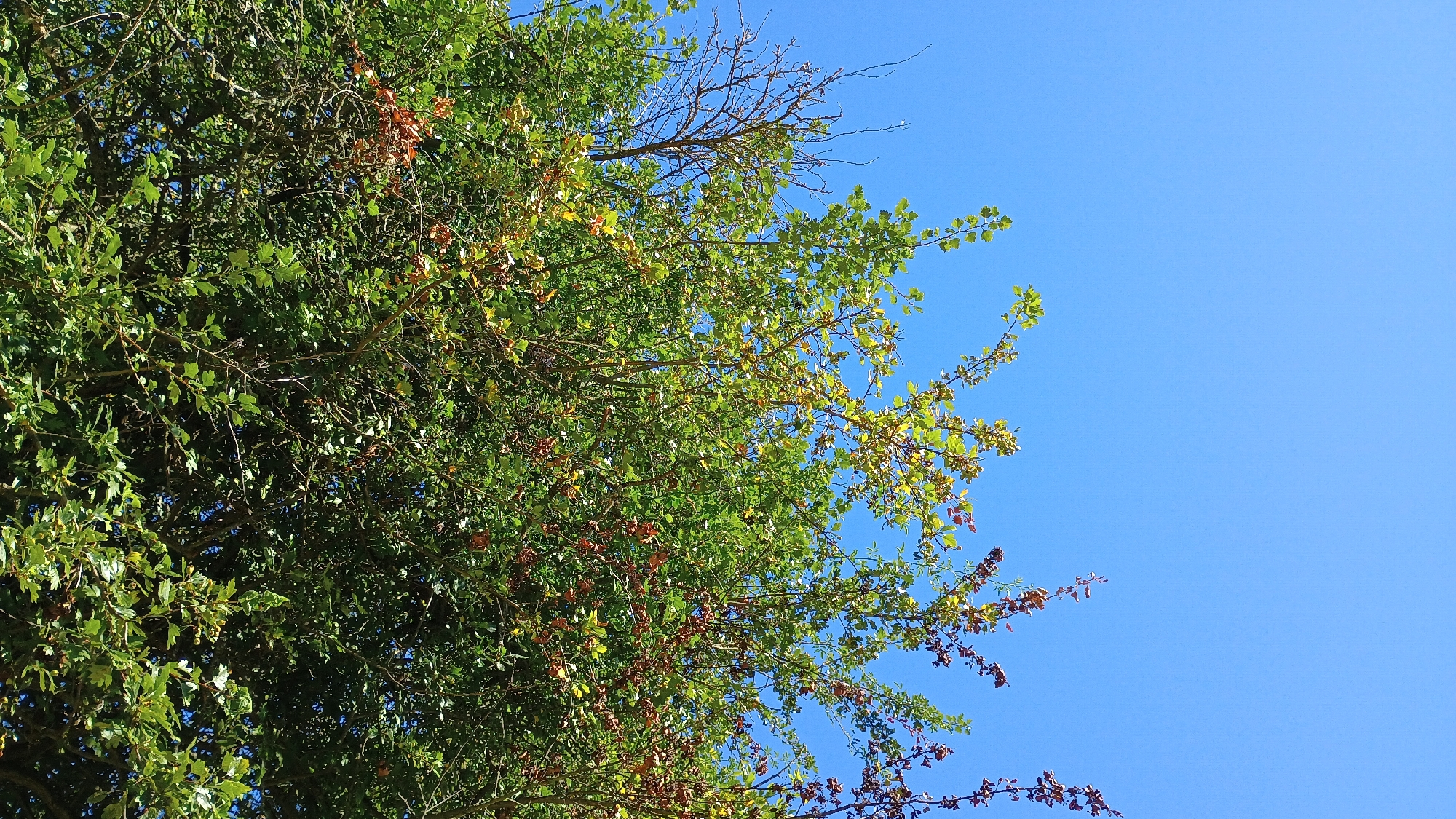A low-angle shot captures the upper branches and foliage of a tree against a bright, clear blue sky. The tree is dense with green leaves, interspersed with some brown and red leaves, suggesting a change of season. Bare branches extend into the upper portion of the frame. The image is an outdoor scene, taken during the daytime. No people or specific landmarks are visible, but the scene is consistent with a natural environment within the city of Sokolov, Czechia.