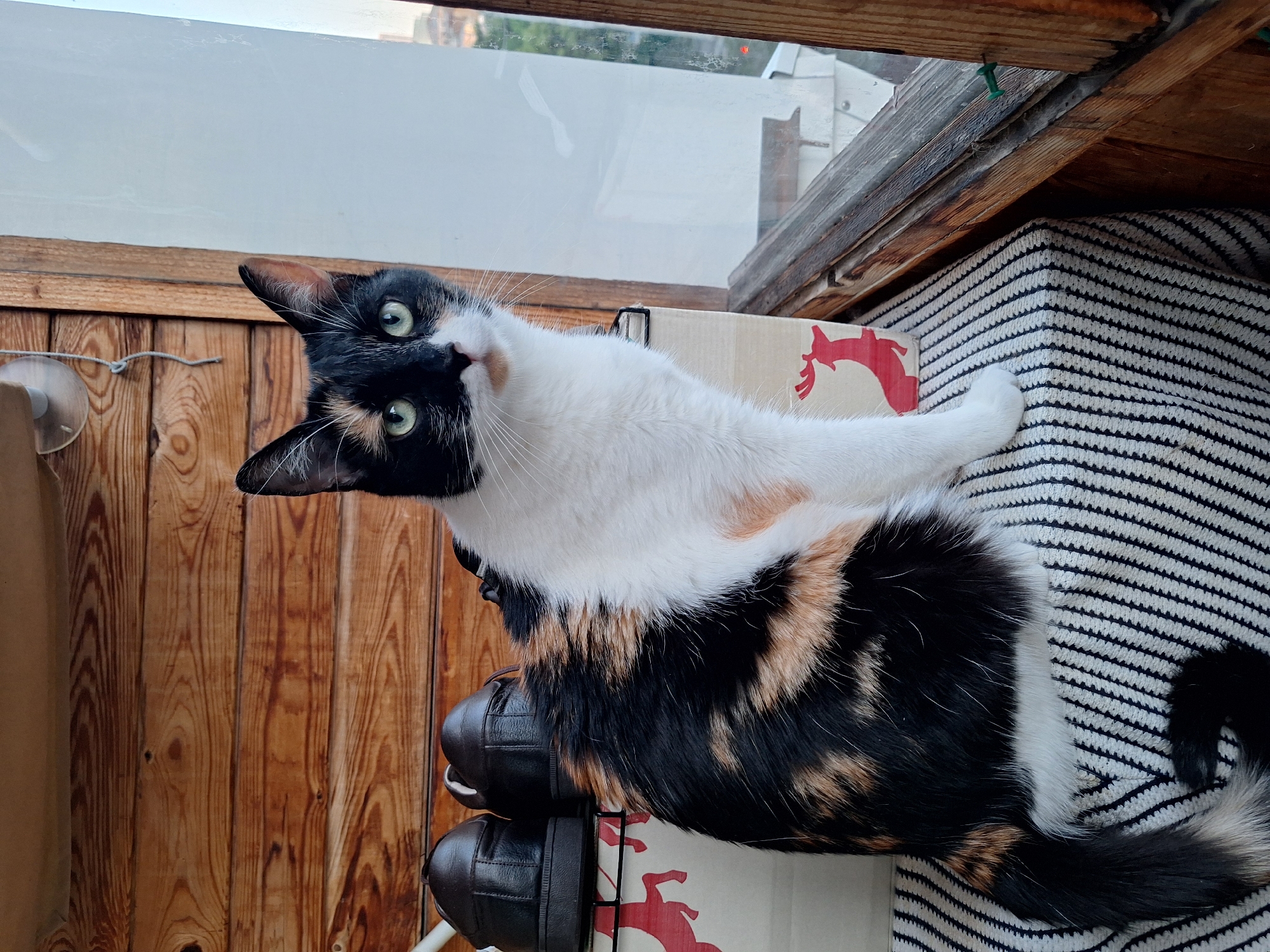 A calico cat is sitting on a striped surface on a balcony in Kyiv, Ukraine. The cat has black, white, and orange patches. Its head is turned towards the camera, and its green eyes are looking forward. Behind the cat, there are two black shoes and a cardboard box with a red deer design. The background consists of wooden walls and a window with a view of buildings. The overall scene suggests a domestic setting.