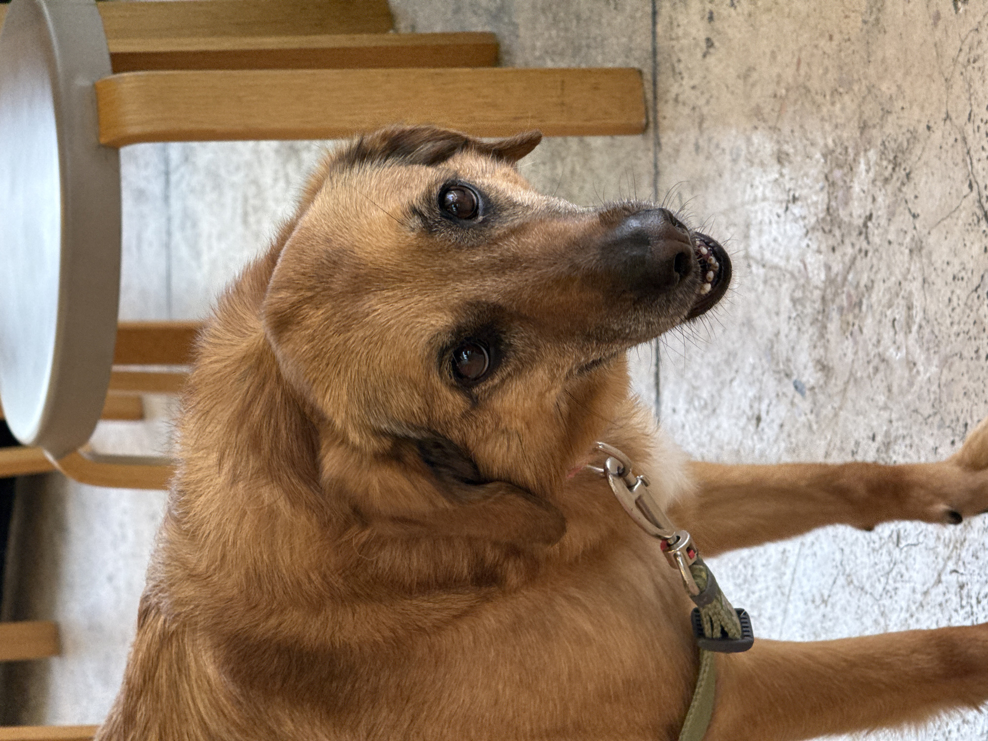 A medium-sized, brown dog is the primary subject of the image. It wears a green leash and looks up and to the side with its head tilted. The dog's teeth are slightly visible. The background is partially composed of a light-colored, possibly concrete wall with some textural variations. There is wooden furniture, possibly chair parts, in the background as well. While the image lacks specific landmarks, it doesn't provide enough information to determine the location in Tel-Aviv, Israel. No people are visible in the image.