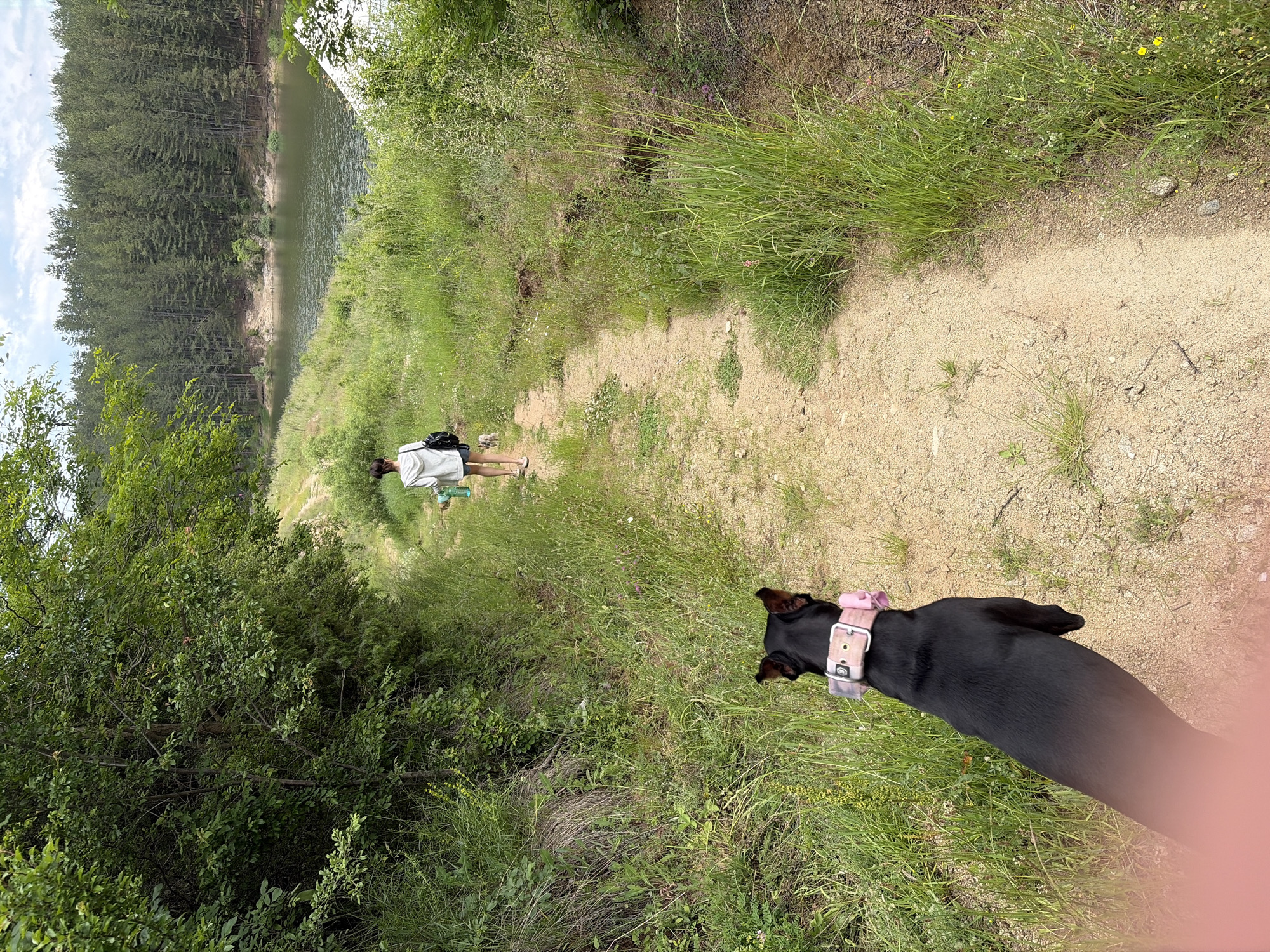The image captures an outdoor scene on a dirt path in Alino, Bulgaria, under daylight conditions. In the immediate foreground, the back of a black, short-haired dog wearing a wide, light-colored collar with a pink-patterned section and a metal buckle is visible, oriented away from the viewer. A blurred reddish object is present in the lower left corner.
The light brown dirt path extends from the foreground into the background, gently curving. To the left of the path, dense green foliage, including trees and bushes, forms a thick margin. To the right of the path, tall green grass and various weeds grow.
In the mid-ground, a person walks along the path, seen from behind. The person has dark hair, is wearing a light-colored hooded long-sleeved top, dark shorts, and light-colored footwear, with a black backpack on their shoulders. They are holding a light blue or green bottle in their right hand. A small, light-colored animal is walking on the path near the person's left foot.
Further into the background, to the right of the path and beyond the grassy area, a body of dark green water is visible. The far bank of this water body is densely covered with coniferous trees, forming a thick forest that extends across the horizon. A partly cloudy sky is visible above the tree line.