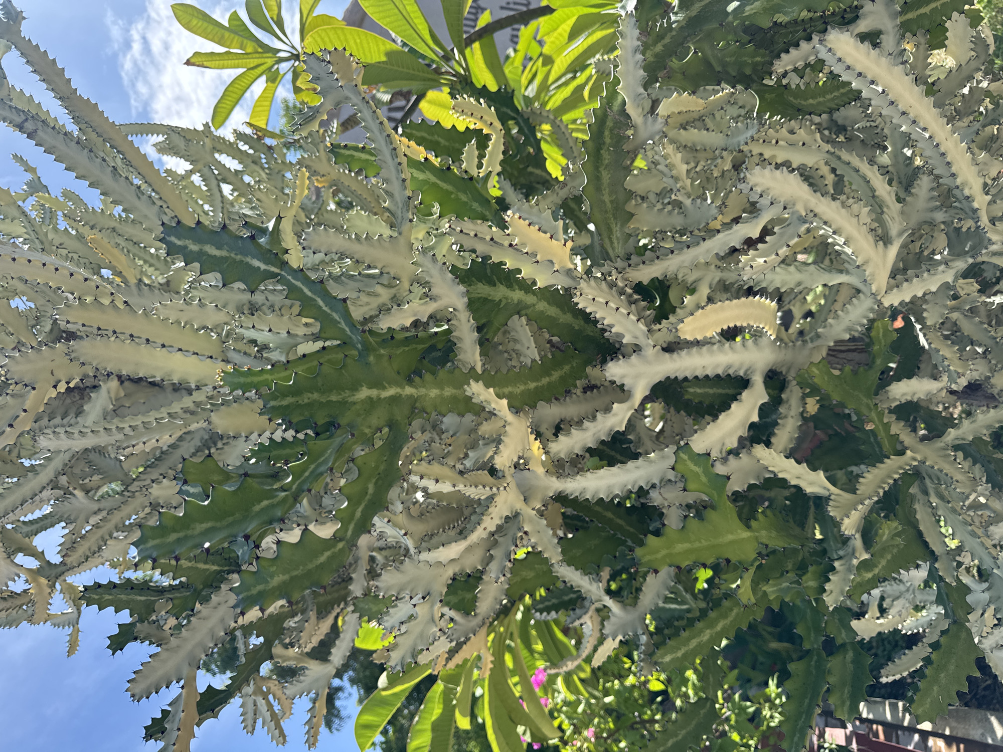 This is a medium-shot, eye-level photograph of a variegated euphorbia cactus plant against a bright blue sky with sparse white clouds. The cactus has thick, segmented stems that are primarily a creamy white color with green variegation and dark spines along the undulating edges. The plant is densely branched, with many upward-reaching stems creating a textured and somewhat chaotic silhouette. In the background, there are blurred green leaves from other plants, and a hint of pink flower is visible on the left. A portion of a wooden fence or structure can be seen at the bottom left. The overall impression is of a vibrant, tropical plant thriving in bright sunlight. The location is identified as Phan Rang – Tháp Chàm, Vietnam, suggesting an outdoor, possibly garden or roadside setting typical of the region's climate. There are no people visible in the image.