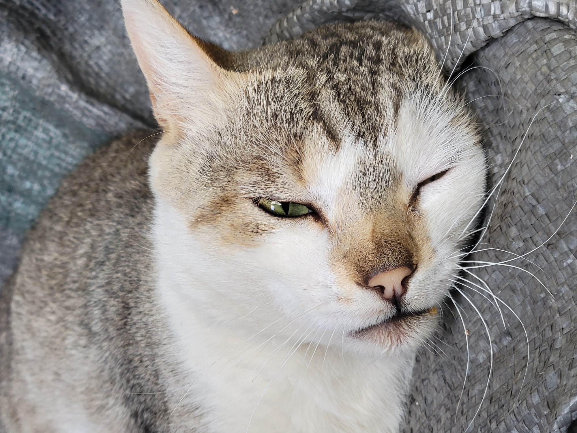 A close-up image captures a relaxed domestic cat with a tabby and white coat. The cat's fur is a mix of grey and dark brown stripes on its head, ears, and back, transitioning to soft white fur on its face and chest. Its left eye is partially open, revealing a striking emerald green iris, while its right eye is mostly closed, suggesting it is dozing or very comfortable. A small, yellowish speck is visible near the cat's mouth. Prominent white whiskers extend from its muzzle. The cat has a pink nose.
It is resting on a textured, dark grey material, which appears to be a coarse woven fabric, possibly a mat or sack. The background shows the same material with a distinct weave pattern. The lighting is natural and soft, indicating daytime. The cat's overall demeanor appears peaceful and content. No text is visible in the image. The provided location context for this media file is Jos, Nigeria.