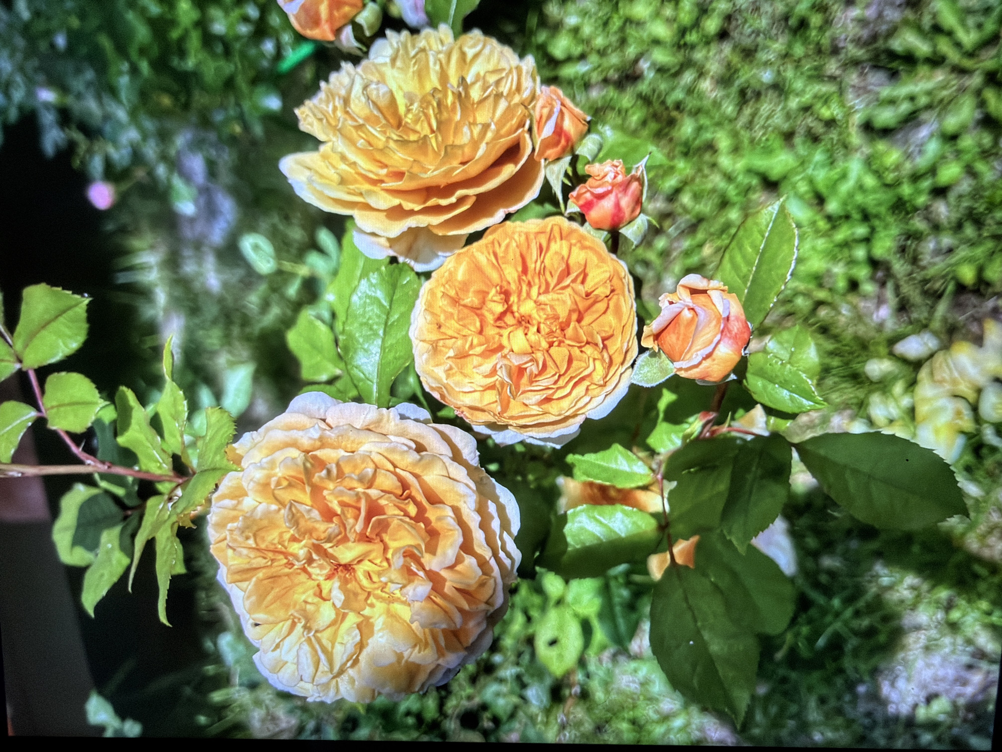 The image shows a close-up of a cluster of yellow and orange roses with green leaves. The roses are in various stages of bloom, with some fully open and others still in bud. The background is a blur of green foliage and some light-colored flowers, suggesting an outdoor garden setting. The lighting indicates it is daytime. There is no discernible location within the city of Kotelniki, Russia, or any people or actions depicted.