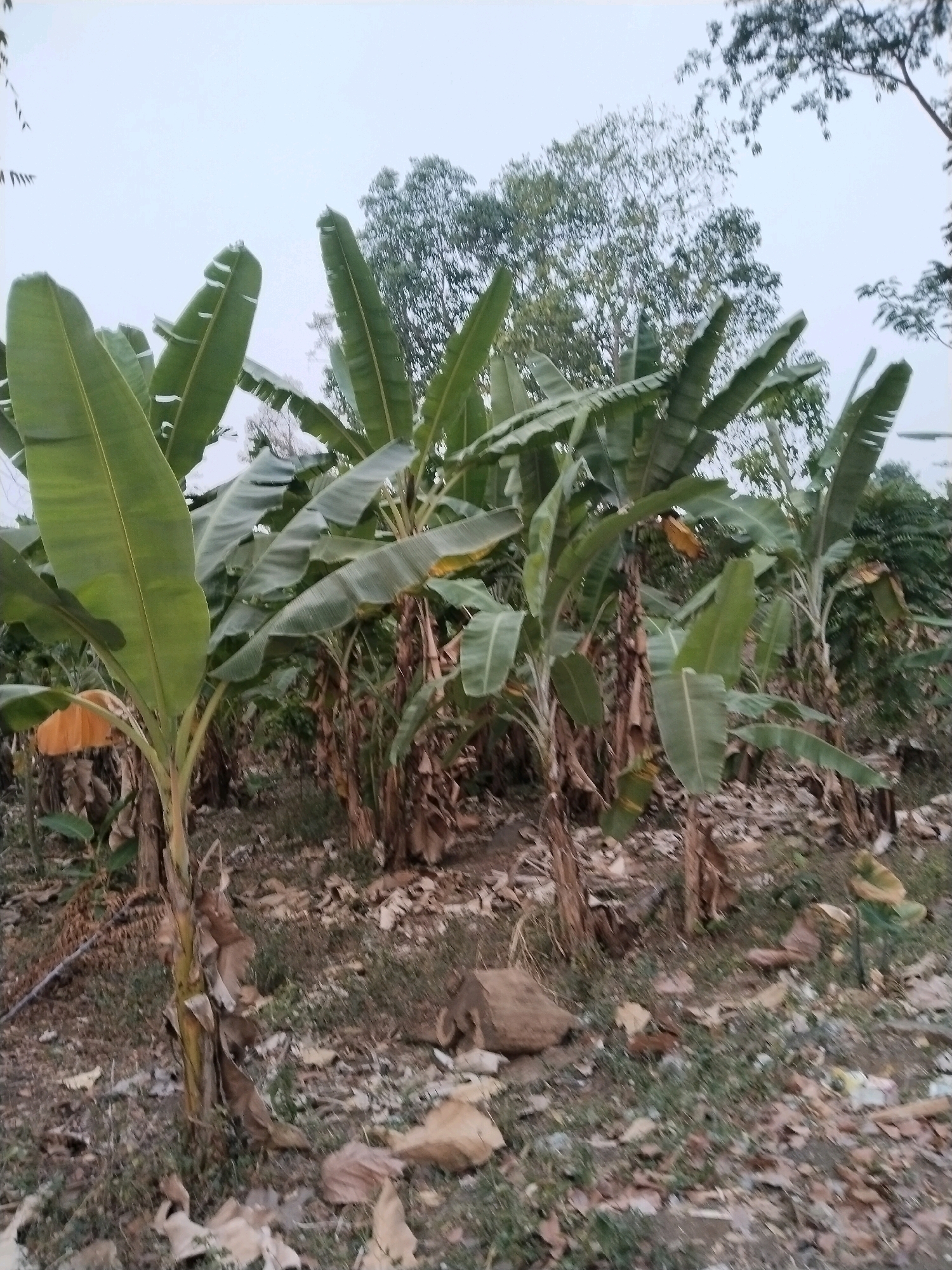 The image depicts an outdoor scene featuring a cluster of banana trees with large, green leaves and brown, dried foliage on the ground and around the trunks. The trees are in various stages of growth. The ground is covered with dry leaves and some sparse grass. In the background, there are more trees with dense foliage and a hazy sky. The lighting suggests it is either early morning or late afternoon. There are no people visible in the image. The environment appears to be a rural or semi-rural area. The provided crops highlight close-ups of the banana leaves and the ground cover. The location is identified as Sangkanjaya, Indonesia.