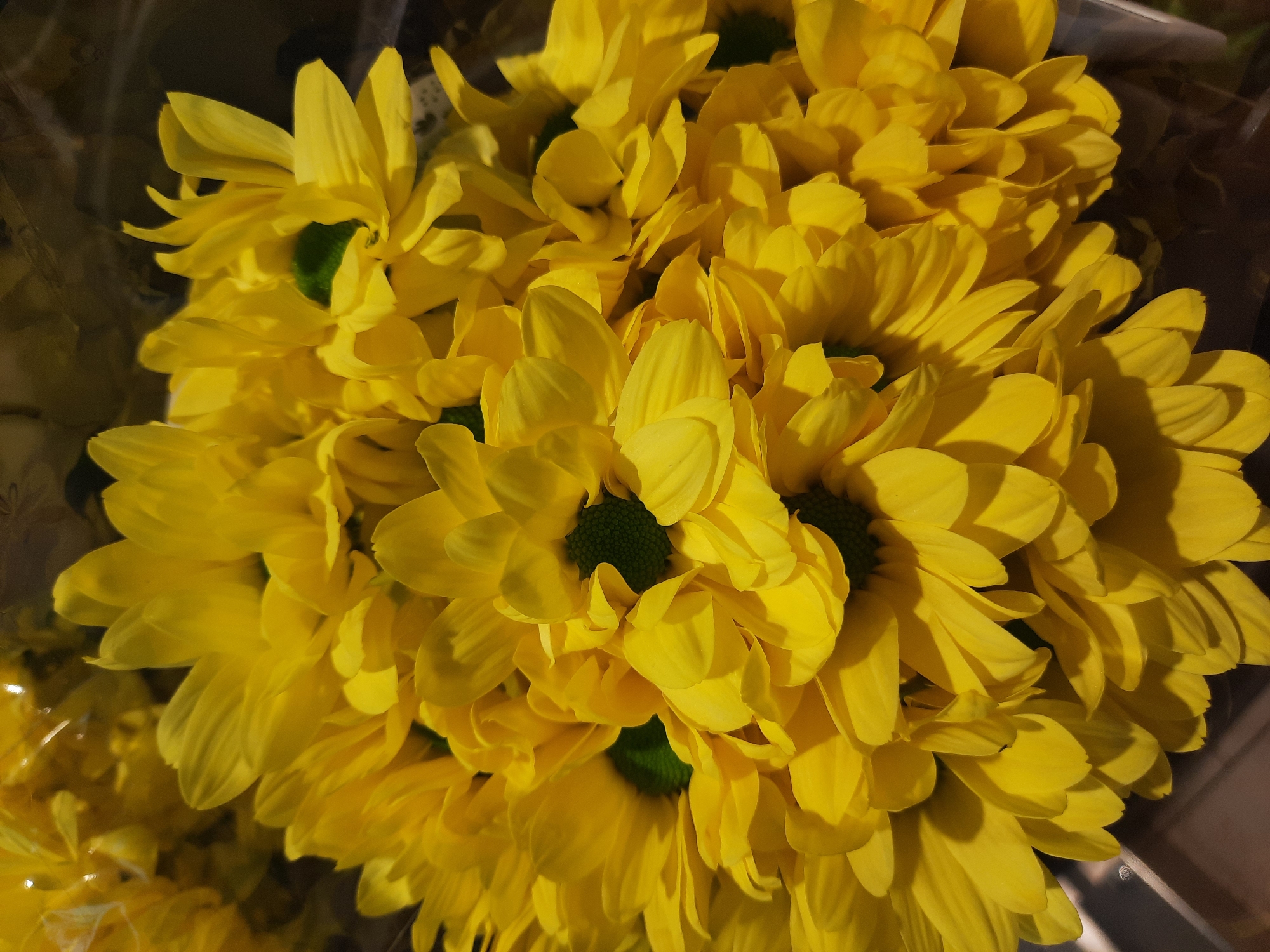 This is a close-up, overhead shot of a bouquet of yellow chrysanthemums. The flowers are densely packed together, with their petals overlapping. The centers of the flowers are dark green. The bouquet is wrapped in clear plastic, which is slightly blurred in the background. The lighting is bright, highlighting the vibrant yellow of the petals. The image appears to have been taken indoors, possibly in a flower shop or at a market. There are no people or any specific landmarks visible that would indicate a location in Rosenheim, Germany.
