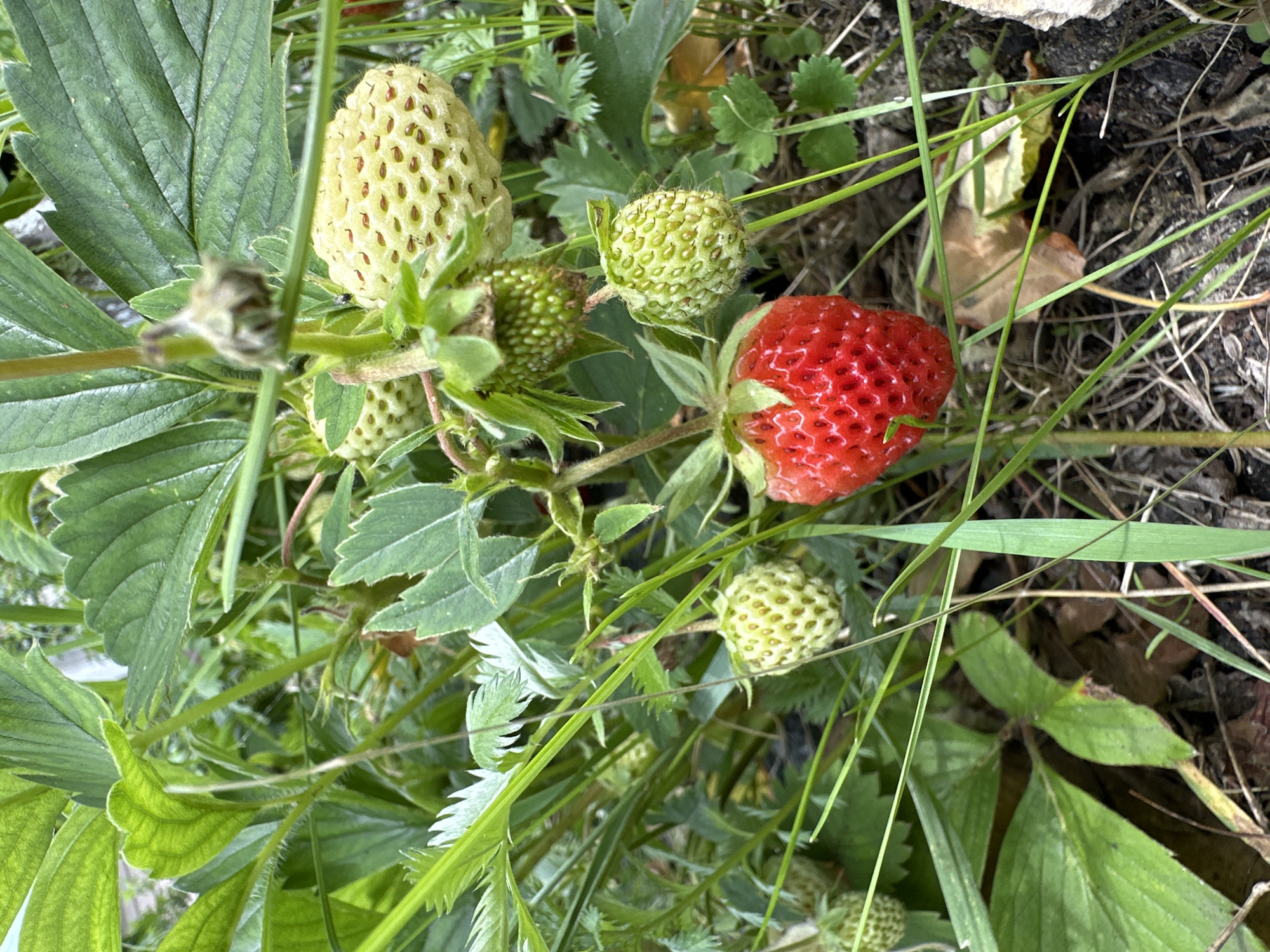 An overhead close-up shot shows a ripe red strawberry on a strawberry plant surrounded by unripe green strawberries and large green leaves. The scene is outdoors, with the plant growing in dark soil with dried grass and leaves scattered on the ground.