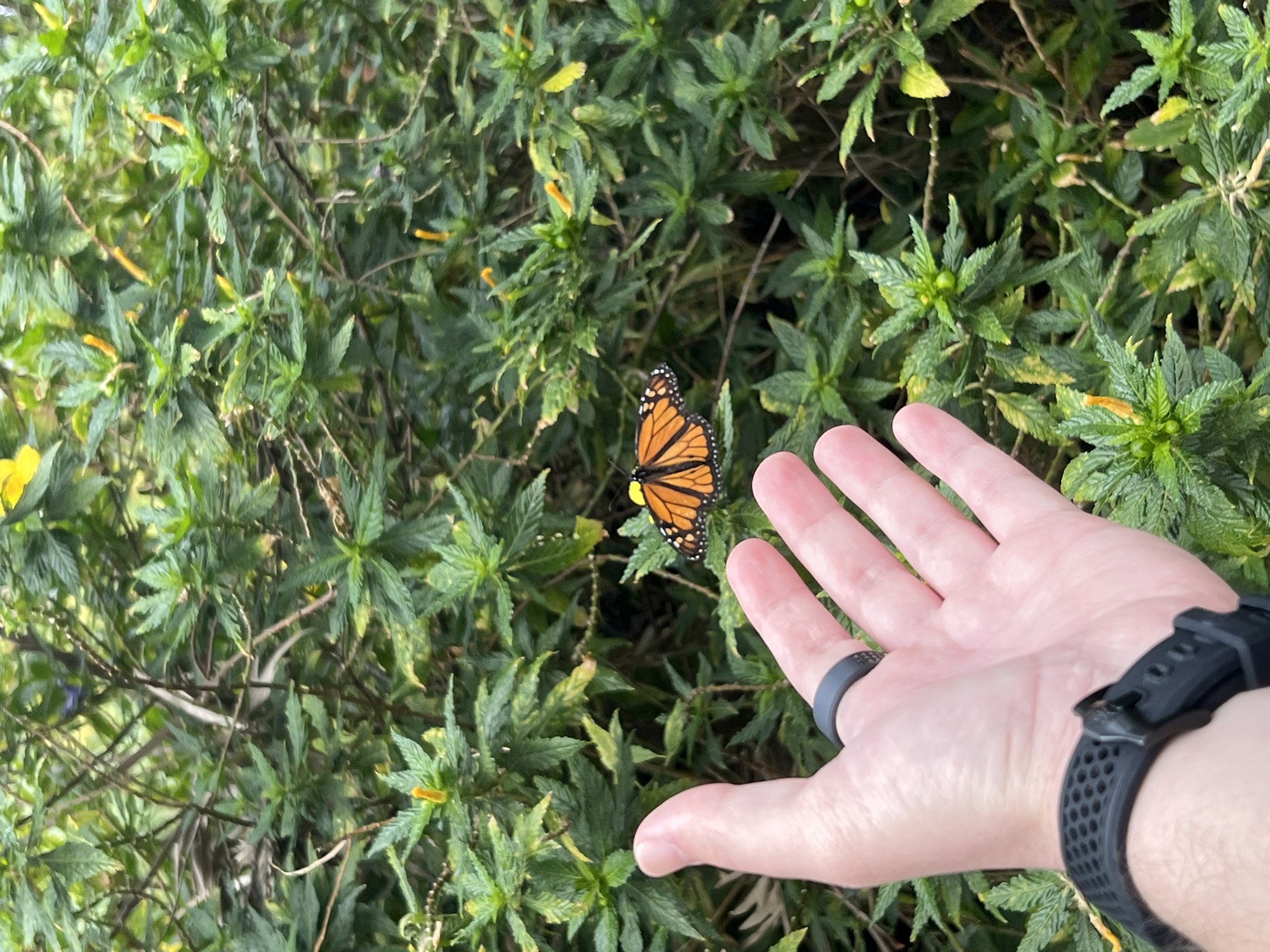 The image shows a person's hand outstretched towards a monarch butterfly perched on a plant. The butterfly is orange with black markings and white spots. The plant has green leaves, with some small yellow flowers scattered throughout. The person's hand is fair-skinned, with a black ring on the finger and a black smartwatch on the wrist. The background consists of dense green foliage. While the image does not confirm that the location is in the city of Las Palmas De Gran Canaria, Spain, it is plausible that the image was taken outside, among tropical vegetation, in a location with a moderate climate.