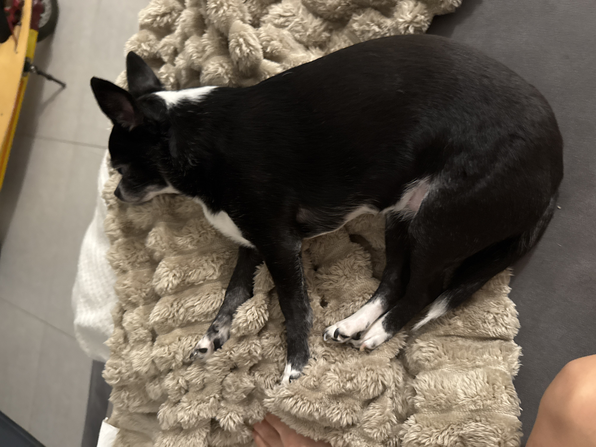 A black and white dog is lying on a fluffy, beige blanket. The dog is positioned diagonally across the frame. Part of a grey sofa is visible to the right of the blanket. A small section of a leg appears in the bottom right corner. A yellow scooter is partially visible on the far left. The location cannot be determined from the visual information.