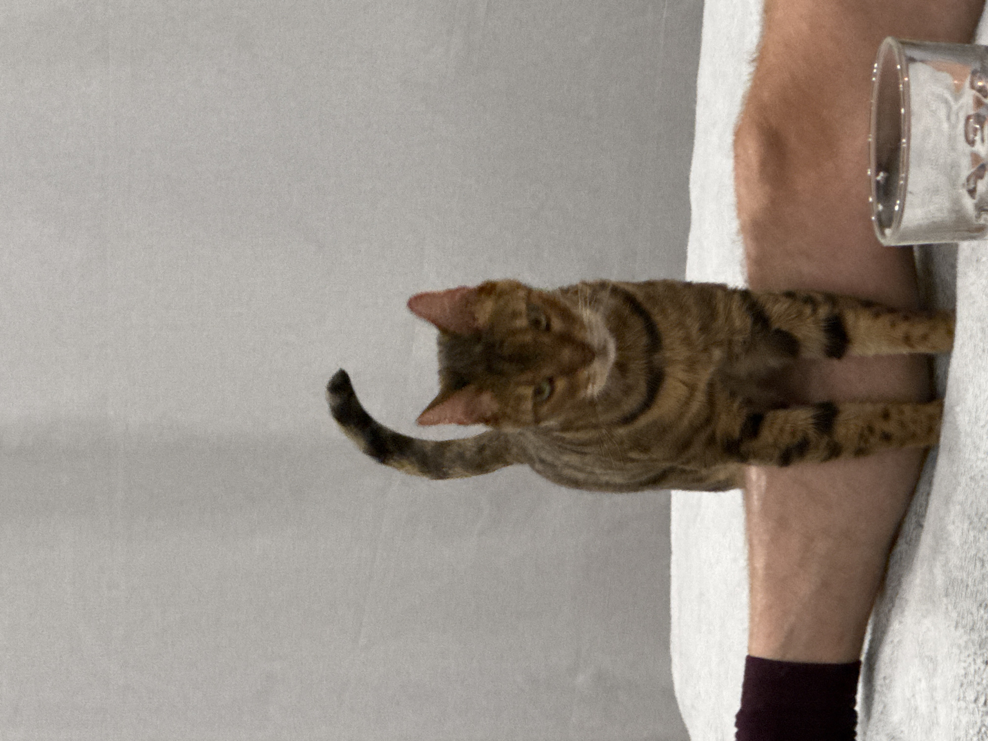 A medium shot captures a brown-striped tabby cat walking on a person's leg. The leg is positioned on a white, textured surface. Near the leg, a clear glass with illegible markings is visible. The background is a plain, light gray wall. The person is wearing a dark-colored sock on the foot that is attached to the leg, the city and specific location are undetermined.