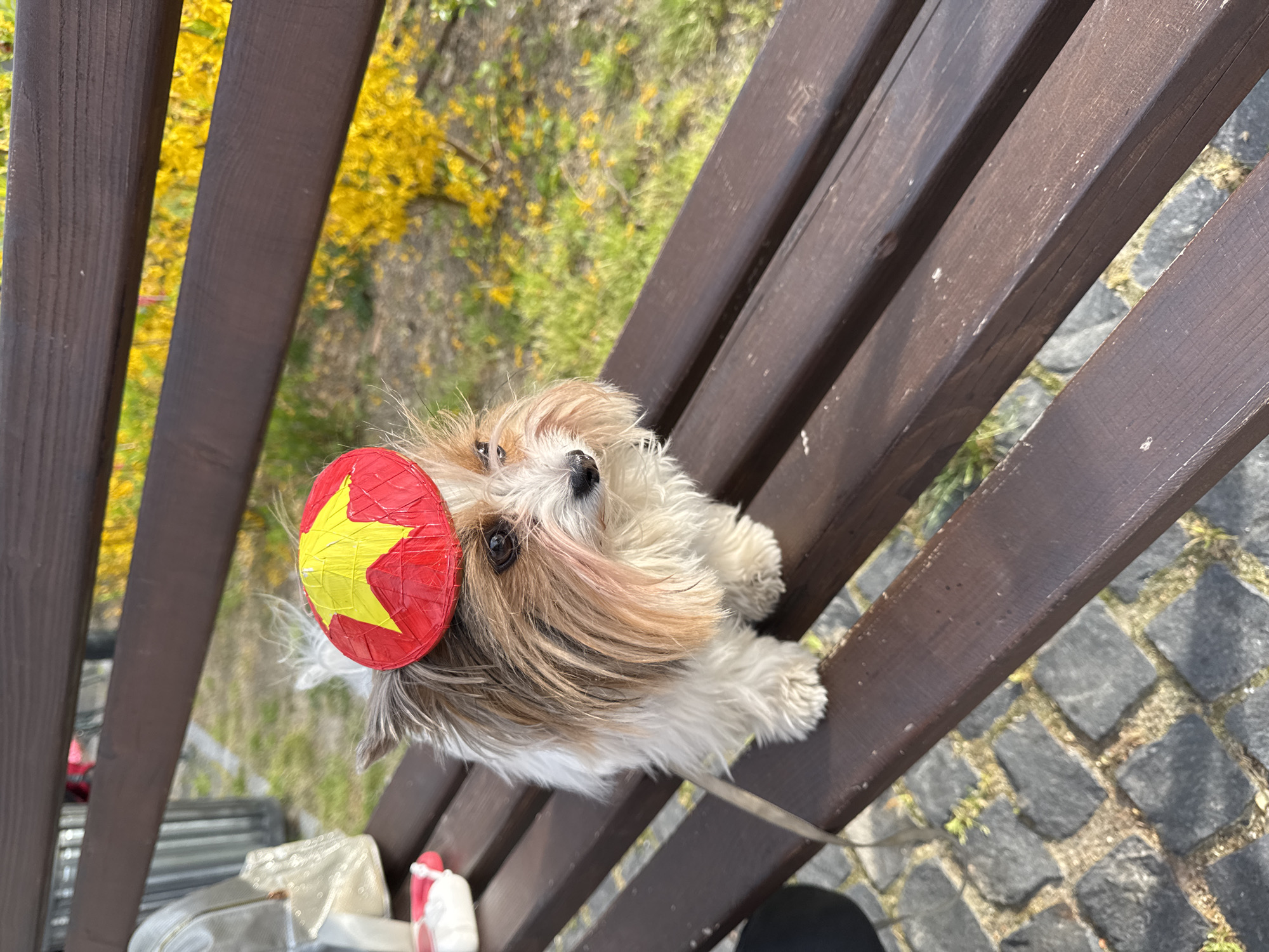A small, tan and white dog sits on a brown wooden bench. The dog has a red disc on its head with a yellow star painted on it. The bench is slatted with gaps between the slats. The ground is paved with stone blocks. In the background, there is green grass and a tree with yellow flowers. The photograph was taken outdoors in Plovdiv, Bulgaria, as indicated by the Vietnamese flag.
