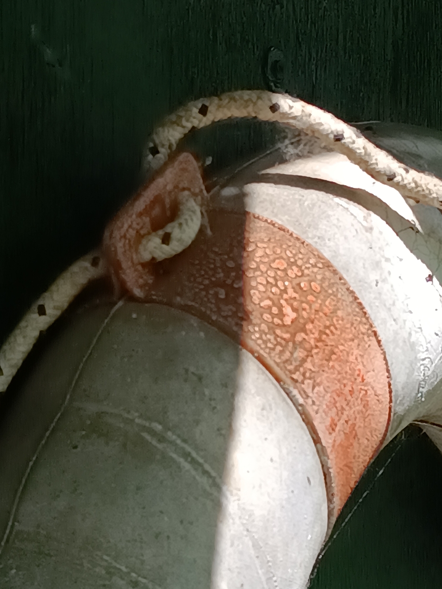 A close-up photograph depicts a weathered, circular life preserver hanging against a green painted wall. The life preserver is marked with alternating bands of off-white and a speckled orange color. A rope circles the buoy and is secured at the top. The setting, while not visible in its entirety, evokes a maritime or nautical theme, suggestive of a location near a body of water, though Brescello is known for it's connection with Peppone and Don Camillo. The presence of the rope and weathered condition of the life preserver indicate use and exposure to the elements.