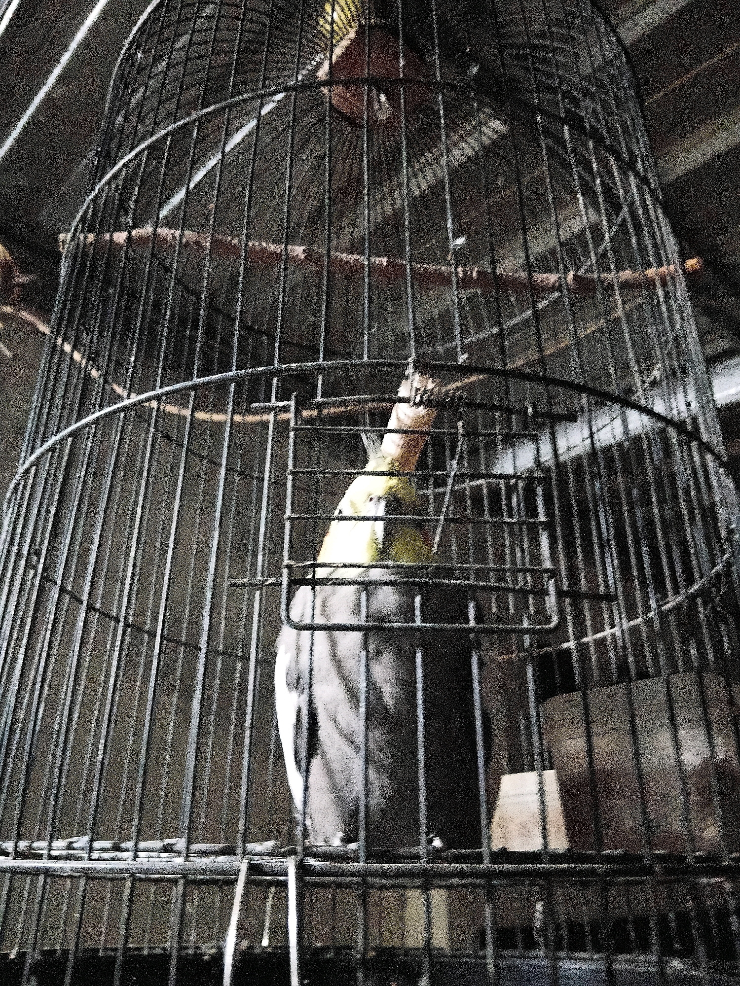 A cockatiel is perched inside a large, round metal birdcage. The bird has a yellow crest and grey and white feathers. It is facing towards the viewer and appears to be looking at something out of frame. The cage has multiple horizontal perches and a small opening door on the right side. The background is dark and out of focus, suggesting an indoor environment. No specific location within Cikal, Indonesia can be determined from the image.