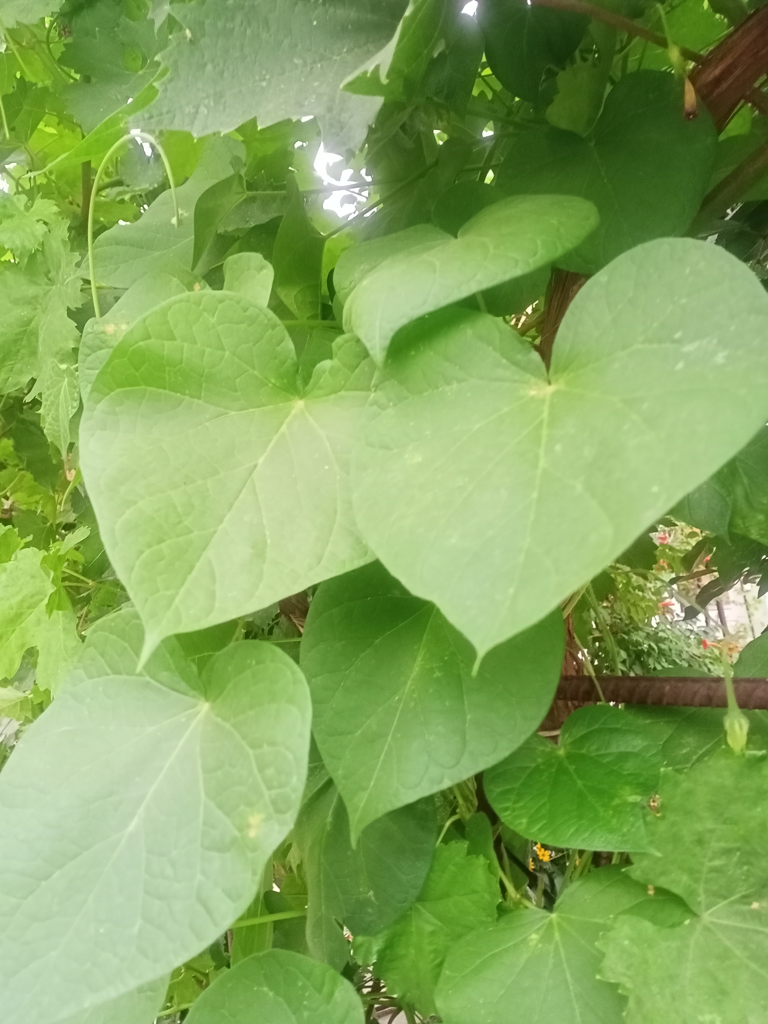 The image is a close-up, eye-level shot of vibrant green heart-shaped leaves, some of which are large and prominent, while others are smaller and form a denser background. The leaves exhibit a somewhat textured surface with visible veins. A dark, horizontal metal bar runs across the middle-right of the frame, partially obscured by the foliage. In the background, out of focus, are hints of other plants and possibly some red and yellow flowers, suggesting an outdoor environment. There are no people or animals clearly visible in the image. The scene appears to be located in a garden or natural setting, likely in Sokuluk, Kyrgyzstan, given the context.