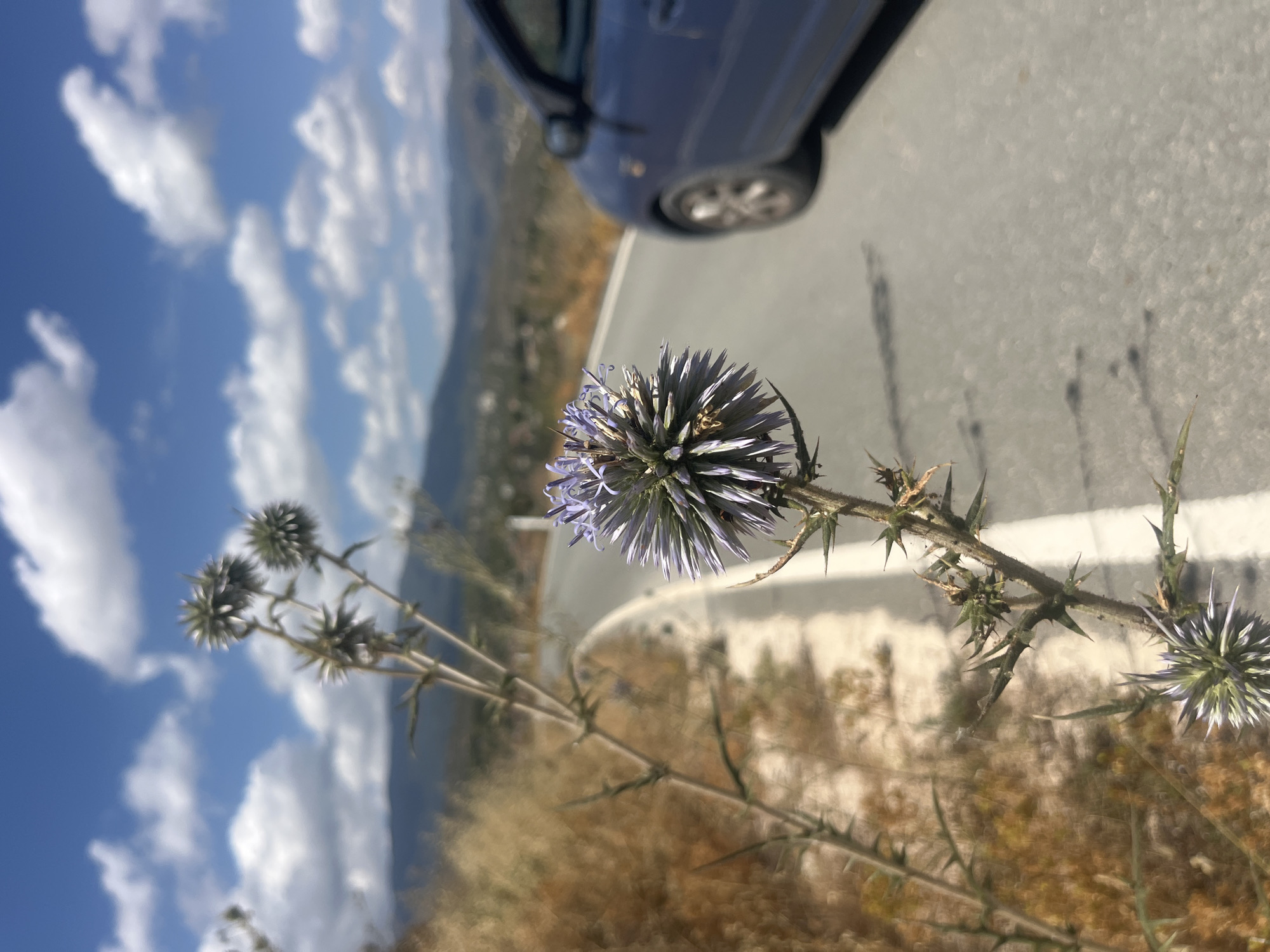 In Silikou, Cyprus, on a bright, sunny day with fluffy white clouds dotting a vibrant blue sky, a prickly purple thistle stands in sharp focus in the foreground. The thistle is on the left side of the image, its spiky stem extending upwards, adorned with several round, bud-like structures, the most prominent one in the center of the frame showcasing its delicate purple petals. To the right, a winding asphalt road, marked with a white line, curves into the distance, bordered by dry, golden grasses and vegetation. A dark blue car is partially visible on the right side of the road, its rear half in view, suggesting it is in motion or parked nearby. In the background, rolling hills covered in sparse vegetation stretch towards the horizon, under the vast expanse of the sky. The overall scene captures a moment of natural beauty juxtaposed with a hint of human presence, likely along a rural road in Cyprus.