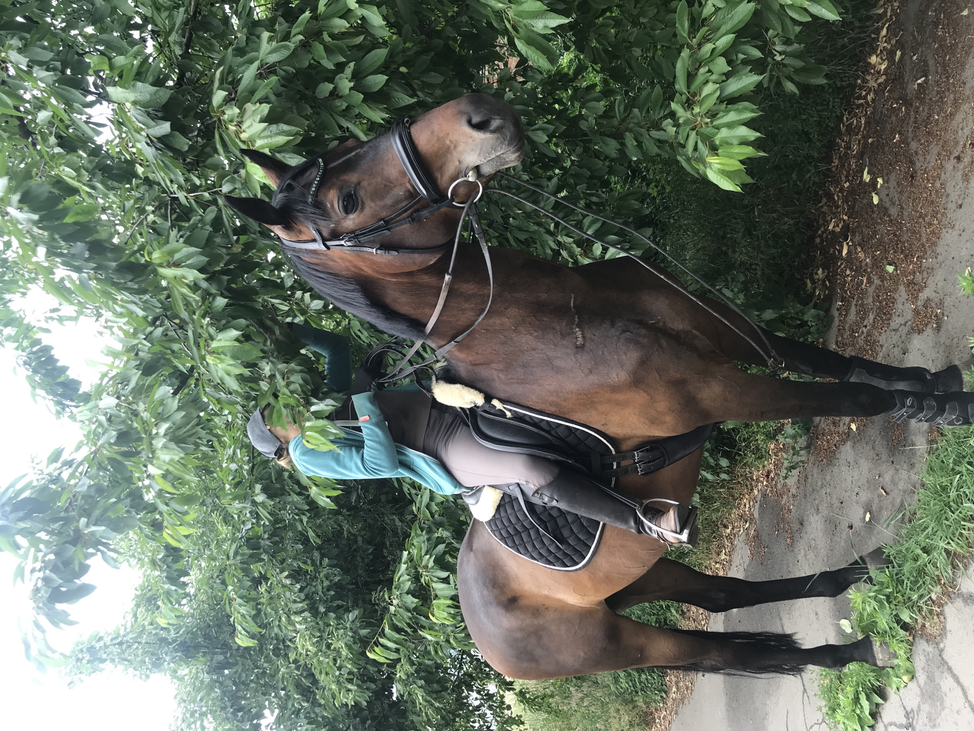A person is riding a brown horse on a path next to a dense green bush. The person is wearing a blue jacket, brown pants, and black boots, and a grey cap. The horse is wearing a black saddle and bridle. The path appears to be paved with asphalt and has some gravel on it. The bush is full of green leaves, and some of the branches are hanging over the path. The scene appears to be in an outdoor setting, possibly a park or a rural area. The sky is overcast.