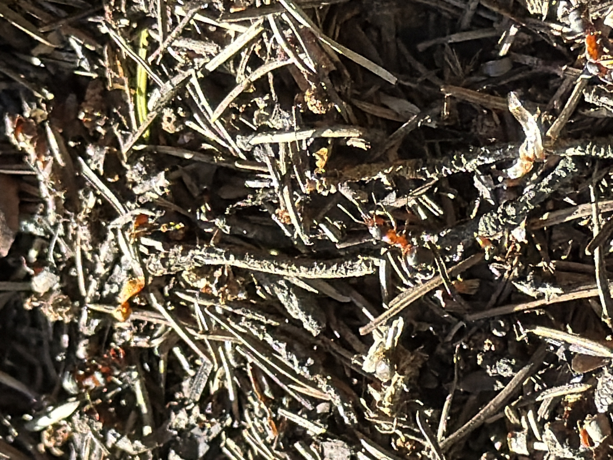 The image shows a patch of ground covered in leaf litter and small twigs. Several ants are visible moving across the surface. The lighting suggests an outdoor setting. The location, Izhevsk, Russia, is not evident from the image itself. No people or interactions are discernible in the image.