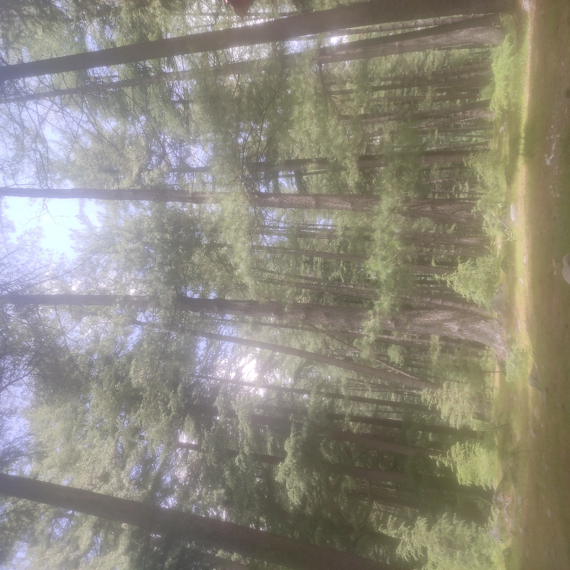 This image depicts a dense forest with tall, slender trees, possibly pine or cedar, characteristic of the Himalayan region, such as Batahar, India. The trees are predominantly green, with some lighter, almost yellowish foliage visible, suggesting sunlight filtering through the canopy or possibly seasonal changes. The ground is covered in a mix of grass, fallen pine needles, and some scattered rocks. Several smaller, younger trees are interspersed among the larger ones, particularly in the foreground and mid-ground. The atmosphere appears hazy or misty, creating a soft, diffused light that slightly obscures distant details. There are no people or animals visible in the scene. The overall impression is one of a serene, natural forest environment.