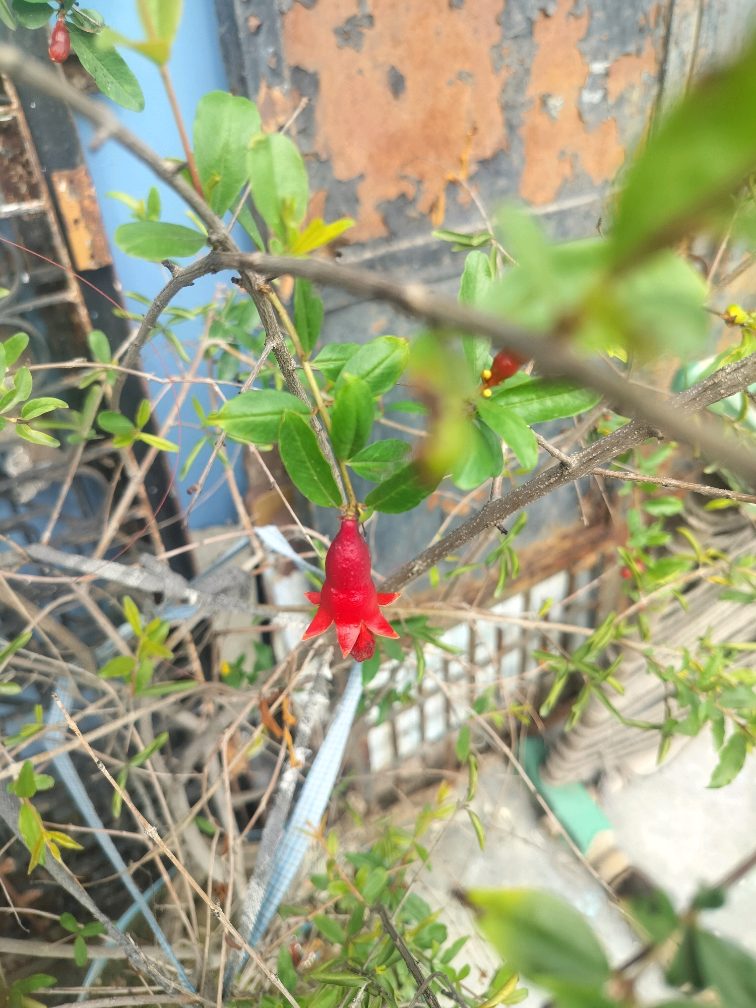 A close-up, vertical shot captures a small, red, bell-shaped flower hanging from a branch of a pomegranate tree. The flower's petals are pointed and slightly curled outwards. The branch is slender and brown, with small green leaves scattered around it. The background is a blur of green leaves, brown branches, and a mottled, rusty-colored wall. A hint of blue is visible behind the branches, suggesting a sky or a painted surface. The scene appears to be outdoors, possibly in a garden or a natural setting within Ballabgarh, India. There are no people or animals visible in the image, and no actions or interactions are depicted. The overall impression is one of natural beauty and simplicity.