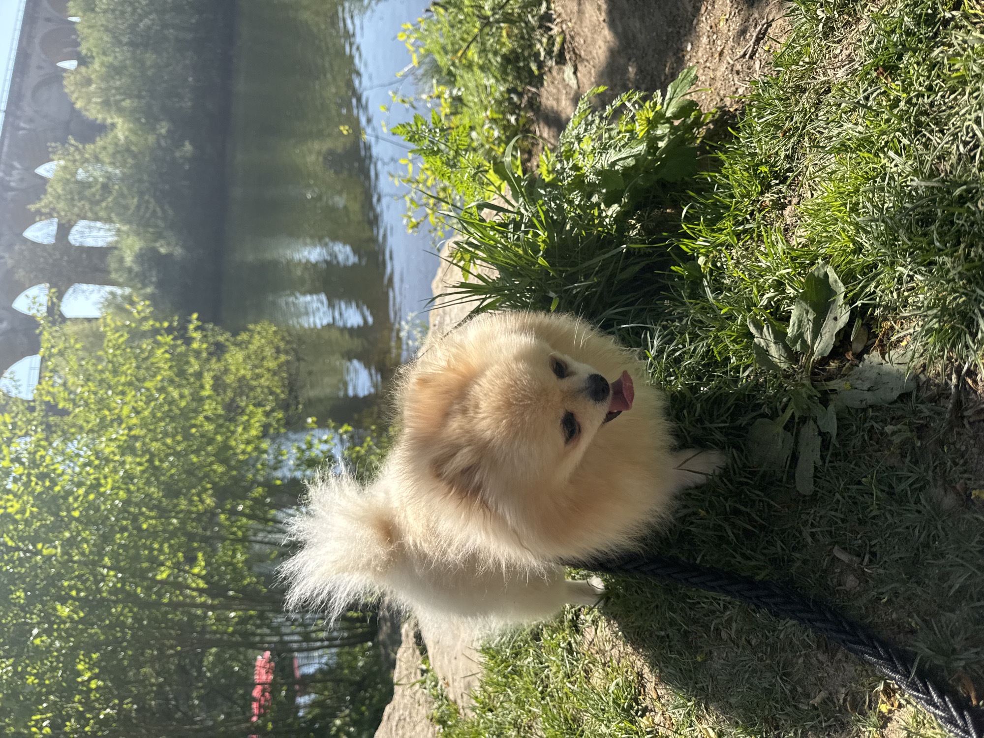 The image captures a fluffy, light cream-colored Pomeranian dog looking up at the viewer, with its tongue slightly extended. The dog is situated on a grassy bank next to a body of water, likely a river or canal, which reflects the clear blue sky and surrounding greenery.
The setting is outdoors on a bright, sunny day, evidenced by the strong highlights on the water's surface and the vibrant green vegetation. The dog is surrounded by lush green grass and various plants growing on the bank. In the background, partially obscured by trees, a large stone bridge or aqueduct with multiple arches spans across the water. This architectural feature strongly suggests the Bietigheim Viaduct, consistent with the provided location context of Bietigheim-Bissingen, Germany.
A dark, braided leash is visible, extending from the dog towards the lower right corner of the frame, resting on the grass. The scene evokes a sense of peace and enjoyment in a natural, historical environment. There is no visible text in the image.