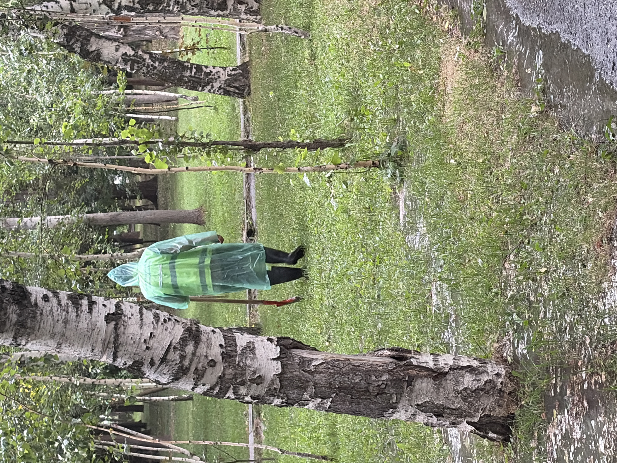 A person wearing a bright green hooded raincoat and black rubber boots walks away from the camera holding a shovel with a red blade. The person is walking on wet grass in a park or wooded area. Trees with white bark and dark streaks are visible in the background and foreground. The ground is covered in green grass and is wet, with puddles visible. The weather appears to be overcast, and the overall scene suggests a recent rain or ongoing damp conditions.