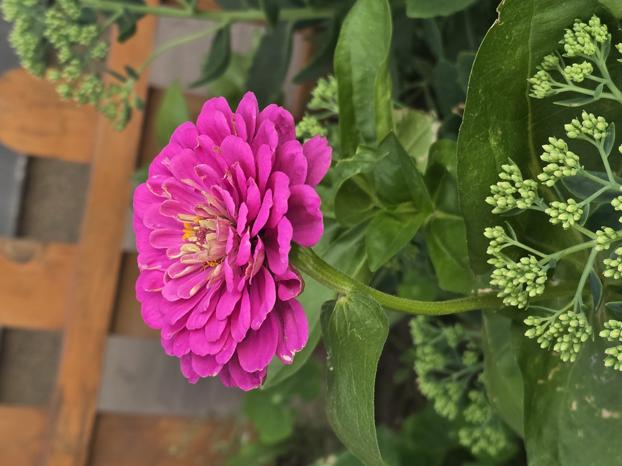 A close-up, eye-level shot features a vibrant pink zinnia in full bloom. The flower's petals are layered and exhibit a bright magenta hue, with hints of lighter pink and yellow at its center. A slender, green stem supports the bloom, with large, deep green leaves visible below. In the foreground and background, clusters of small, pale green flower buds are present, also on green stems. Out of focus in the background is a blurred wooden structure, likely a fence or bench. The overall scene appears to be a garden in Sofiivska Borshchahivka, Ukraine, bathed in natural light.