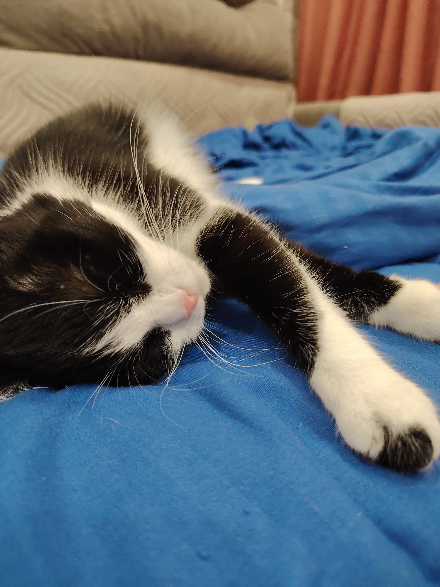 A black and white cat sleeps peacefully on a blue surface. The cat's eyes are closed, and its body is relaxed. The background is blurred, but it appears to be an indoor setting with furniture and curtains.