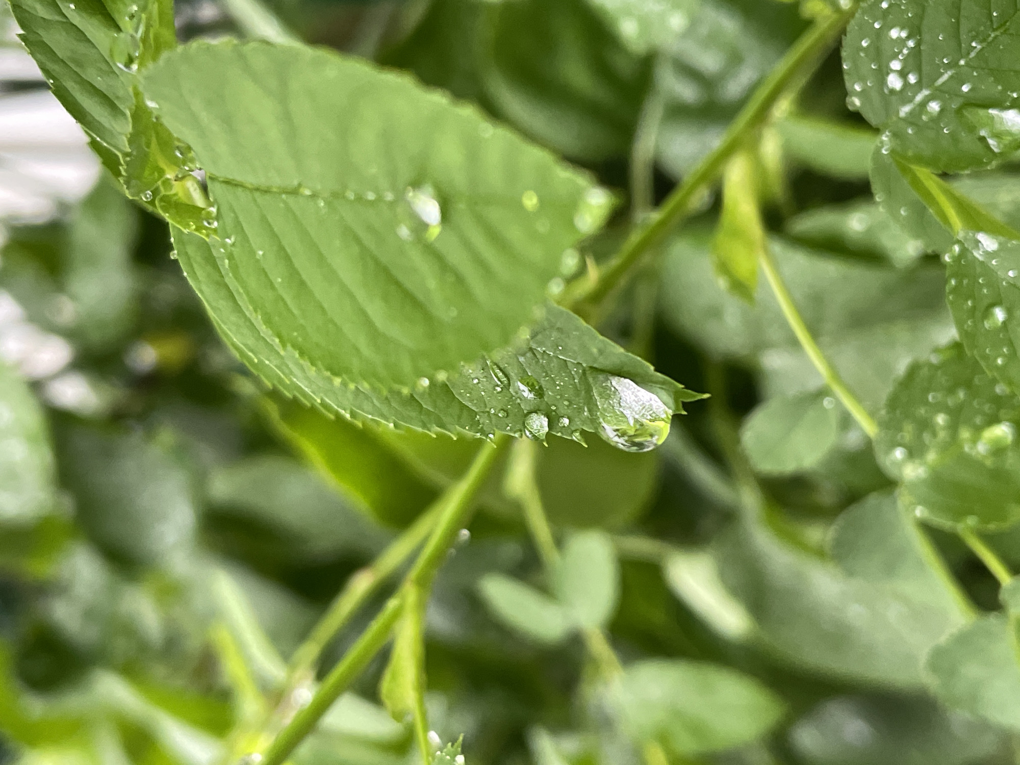 A close-up shot of a green leaf covered in water droplets. The leaf is located in a natural environment with other leaves and plant stems visible in the background. The presence of water droplets suggests recent rain or dew. There is no visible information to establish the location as the city of Izhevsk, Russia.