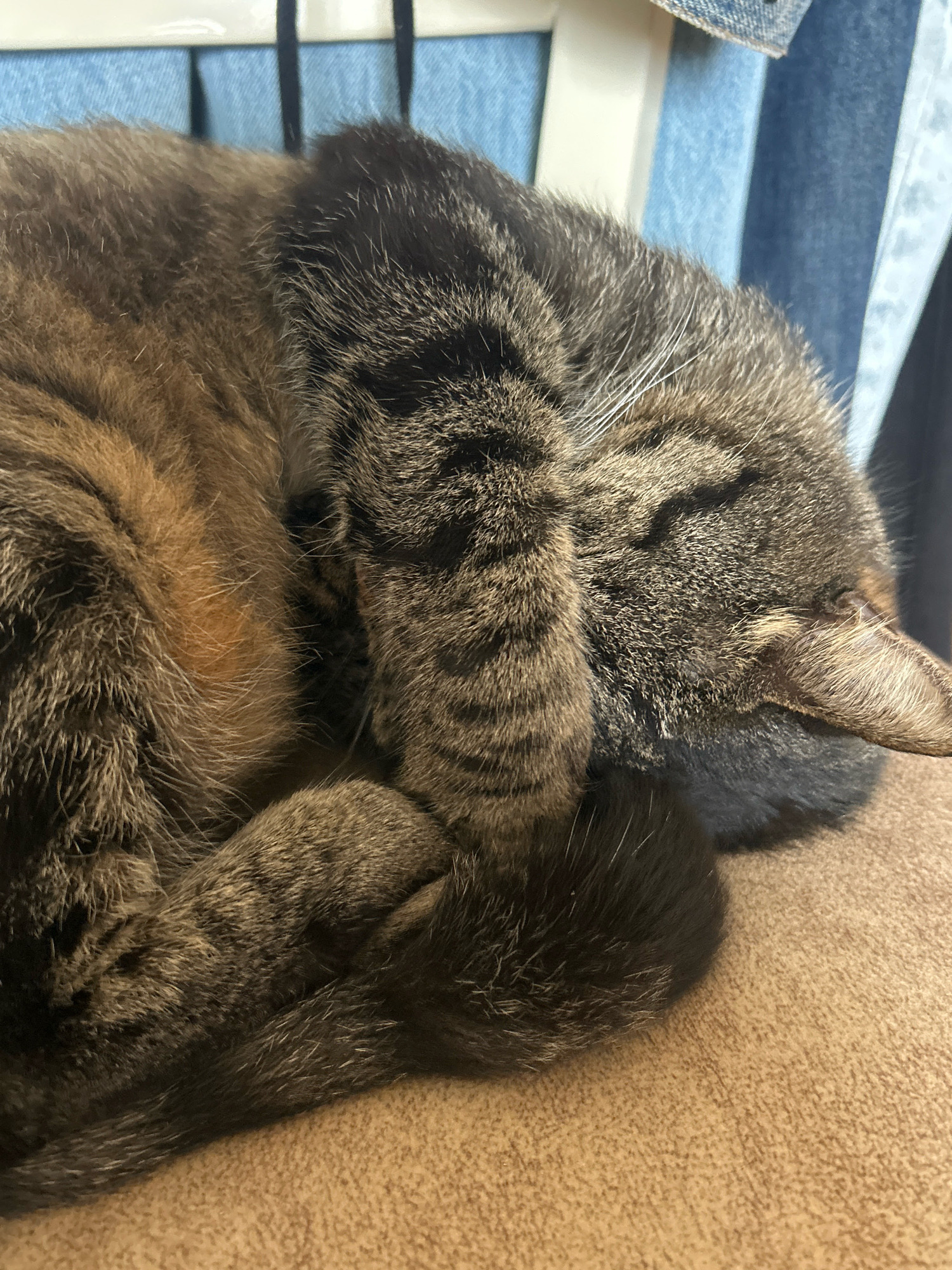 A tabby cat is curled up and sleeping on a textured brown surface. The cat's face is obscured by its paws, and its fur exhibits a pattern of brown and black stripes. The background consists of vertical blue and white elements, suggesting curtains or a similar textile. There is no visible indication of the city of Khyrdalan, Azerbaijan.
