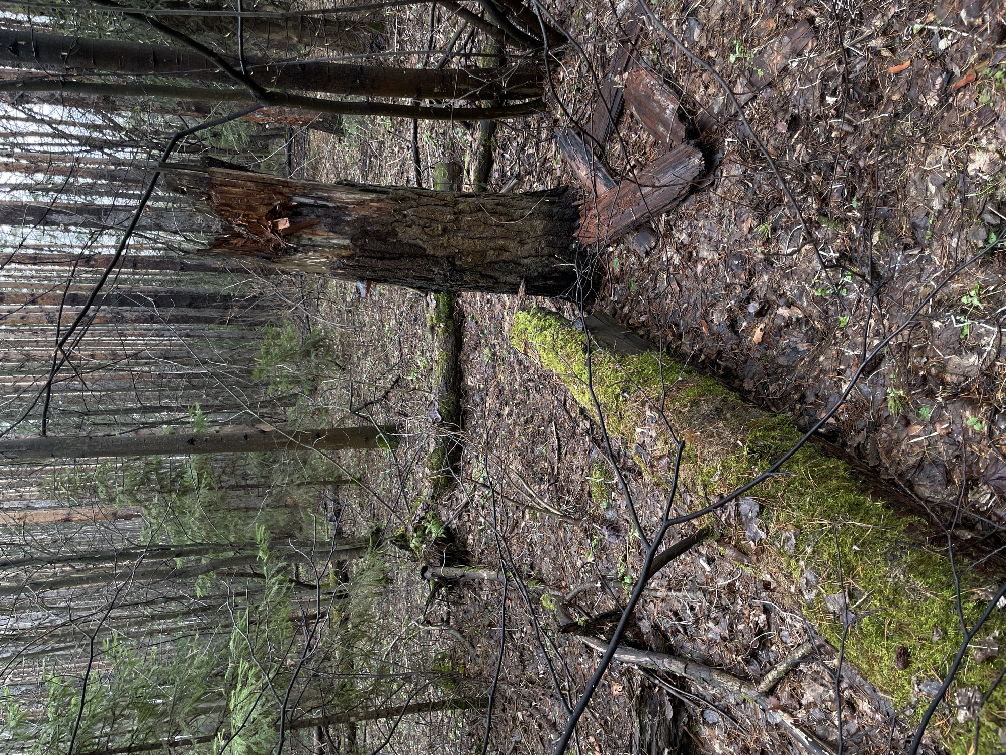 The image shows a forest landscape, likely in Zav'yalovo, Russia. A broken tree trunk lies horizontally across the scene. The break appears jagged, as if the tree was snapped. The ground is covered in fallen leaves, twigs, and a layer of moss on another fallen log. The background consists of a dense thicket of trees. The overall impression is one of a natural, undisturbed wooded area.
