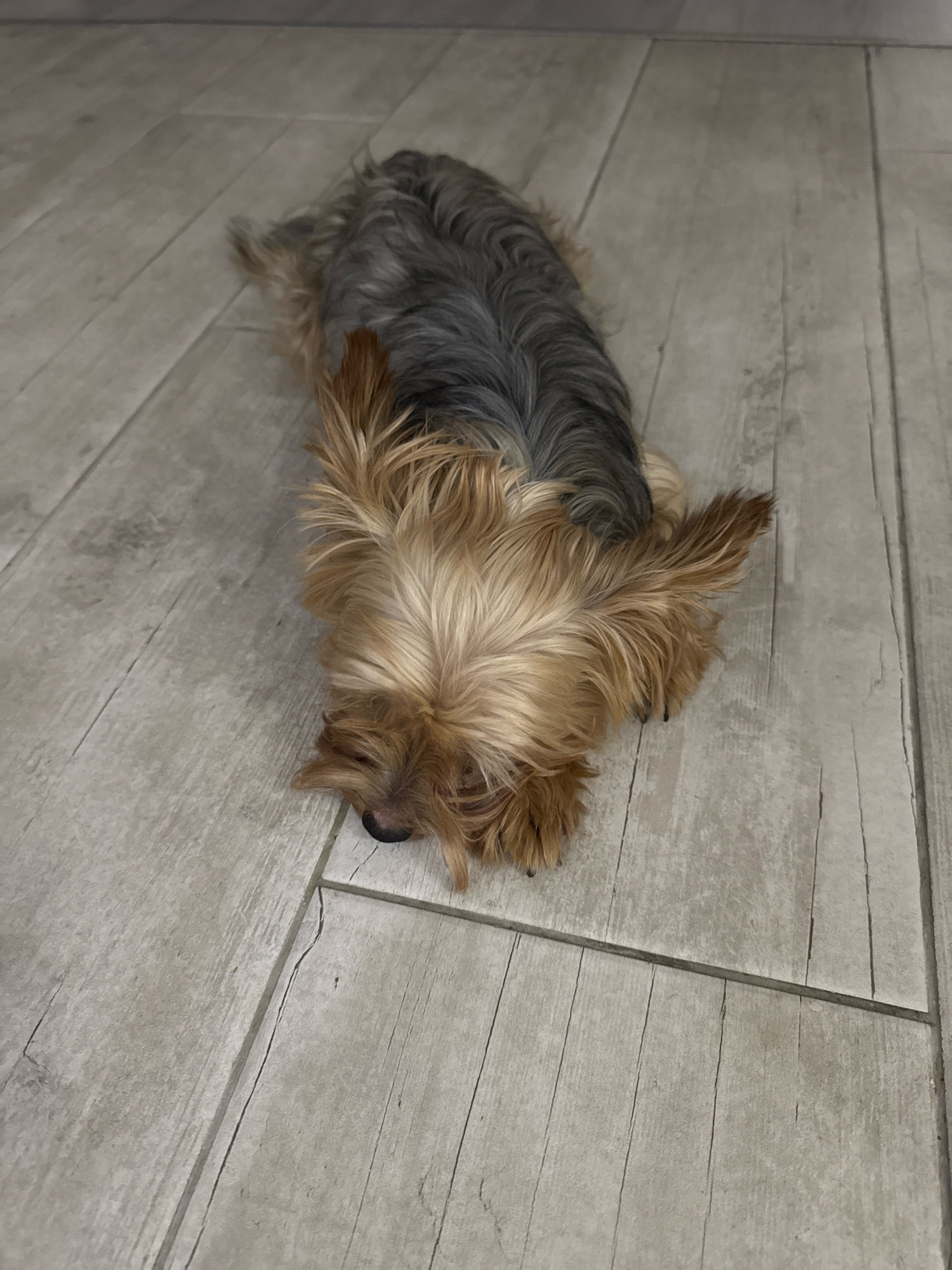 A small Yorkshire Terrier dog is lying on a light-colored tiled floor. The dog's head is down, and its fur is a mix of tan and gray. The floor appears to be wood-effect tiles and is clean. The image is taken from a slightly elevated perspective. The context of Agios Tychona Community, Cyprus is not discernible from the image.