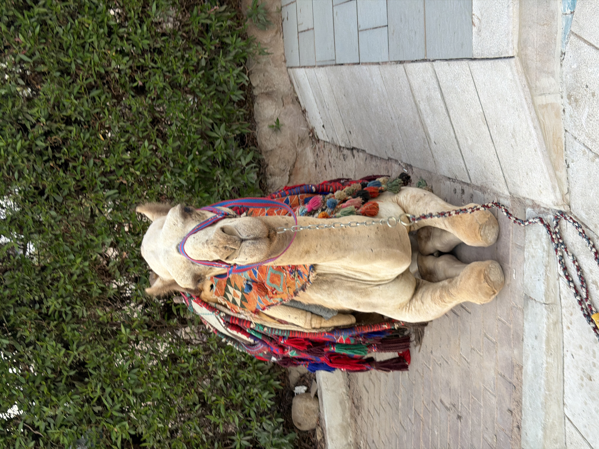 A dromedary camel, adorned with a vibrantly colored saddle blanket and tassels, is resting on a paved pathway in Sharm El Sheikh, Egypt. The camel is positioned facing the viewer, with its front legs tucked beneath it and its hindquarters slightly out of frame. The saddle blanket features intricate geometric patterns in shades of orange, blue, red, and white, with numerous colorful tassels hanging from its sides. A chain leash extends from the camel's halter and is partially visible on the ground, secured by a patterned rope. Behind the camel, a dense hedge of green foliage forms a natural backdrop, with a stone wall bordering the pathway. The pathway itself is constructed from light-colored rectangular paving stones, with a subtle incline and a curb separating it from a section of larger, grayish-blue tiles. The lighting suggests it is daytime, with soft shadows indicating ambient light rather than direct sunlight.