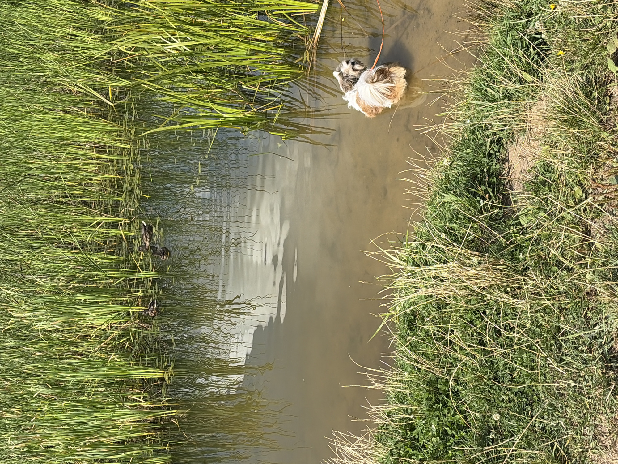 The image captures a serene natural scene with a body of water bordered by lush green reeds and grass. In the background, several ducks are visible swimming in the shallow water among the reeds. In the foreground, a small shih tzu dog, attached to an orange leash, stands in the water. The dog has a brown and white coat and appears to be looking towards the right side of the frame. The water is murky brown, reflecting the cloudy sky and the surrounding vegetation. The grassy bank in the foreground is dense and textured, with a mix of green grasses and dried stalks. The overall impression is one of a peaceful, sunlit day in a wetland environment, possibly a pond or a slow-moving stream within a park or natural area. The city of Khimki, Russia, is mentioned as the location, suggesting this is a scene from one of its natural spaces.