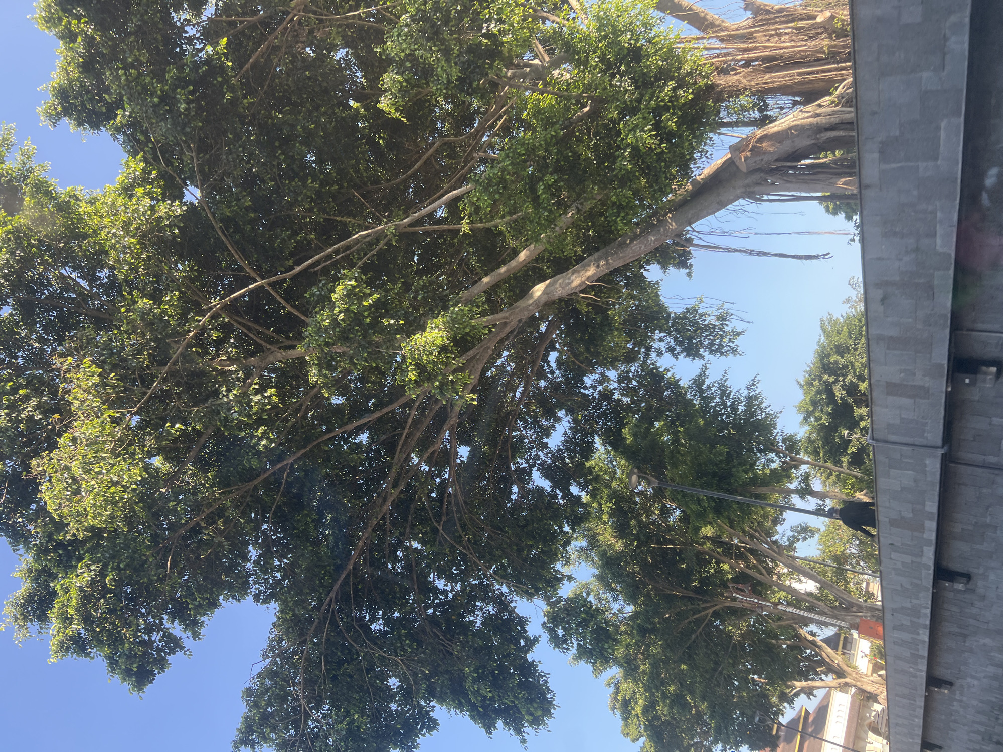 In Temanggung, Indonesia, a large banyan tree with aerial roots dominates the foreground, its branches extending towards a clear blue sky. Behind the tree, a person wearing a dark jacket stands near a tall street lamp, partially obscured by the foliage. A segment of a stone wall runs horizontally across the lower portion of the image, with a portion of a building visible in the far left background. The overall scene depicts a tranquil urban landscape with a prominent natural element.
