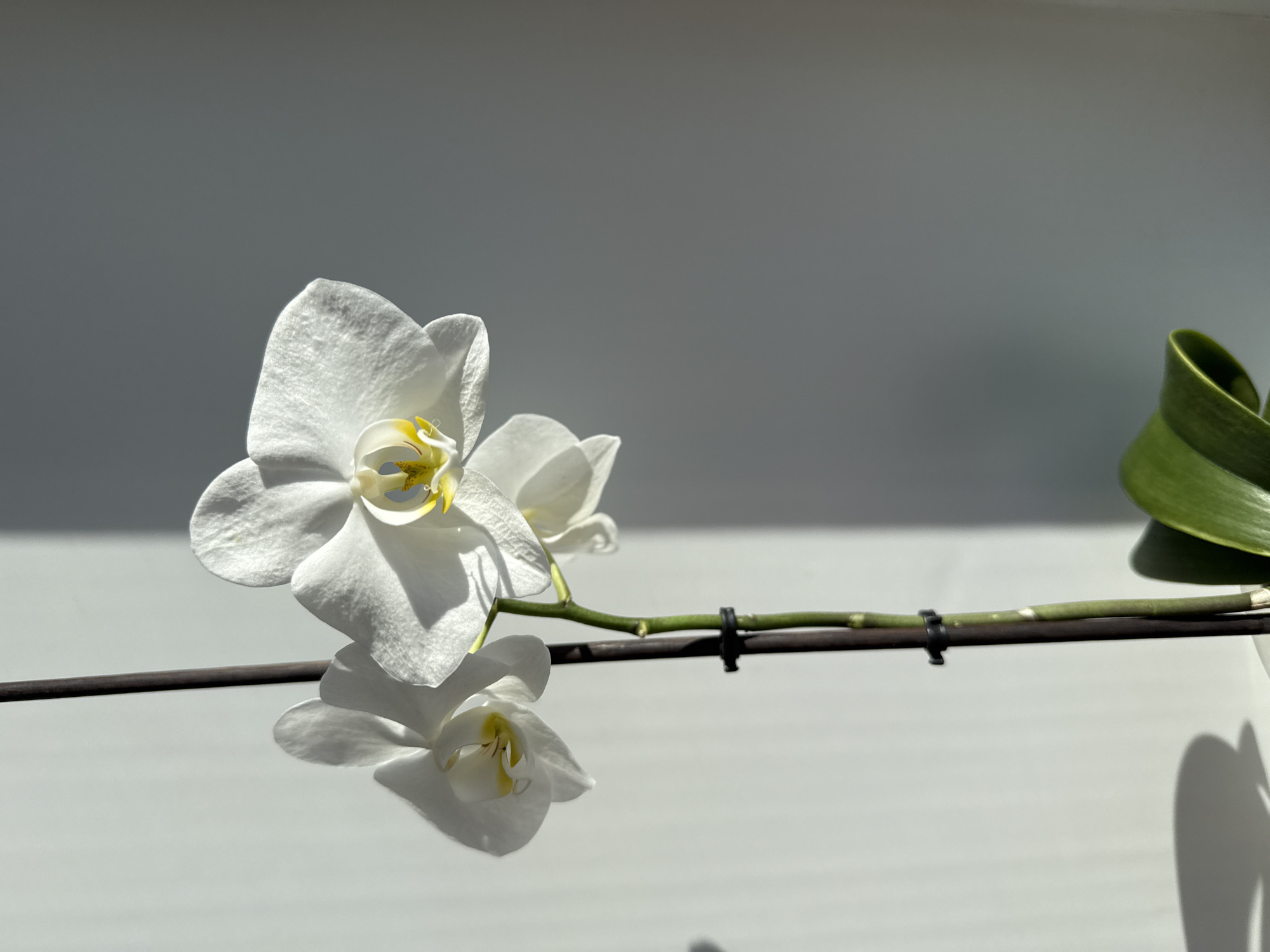 The image shows a white orchid with yellow accents, reflecting in a surface. The orchid stem is secured with a black clip to a brown support. Green leaves are visible to the right. The background is a gradient of light and dark grey. The location is not evident from the image.