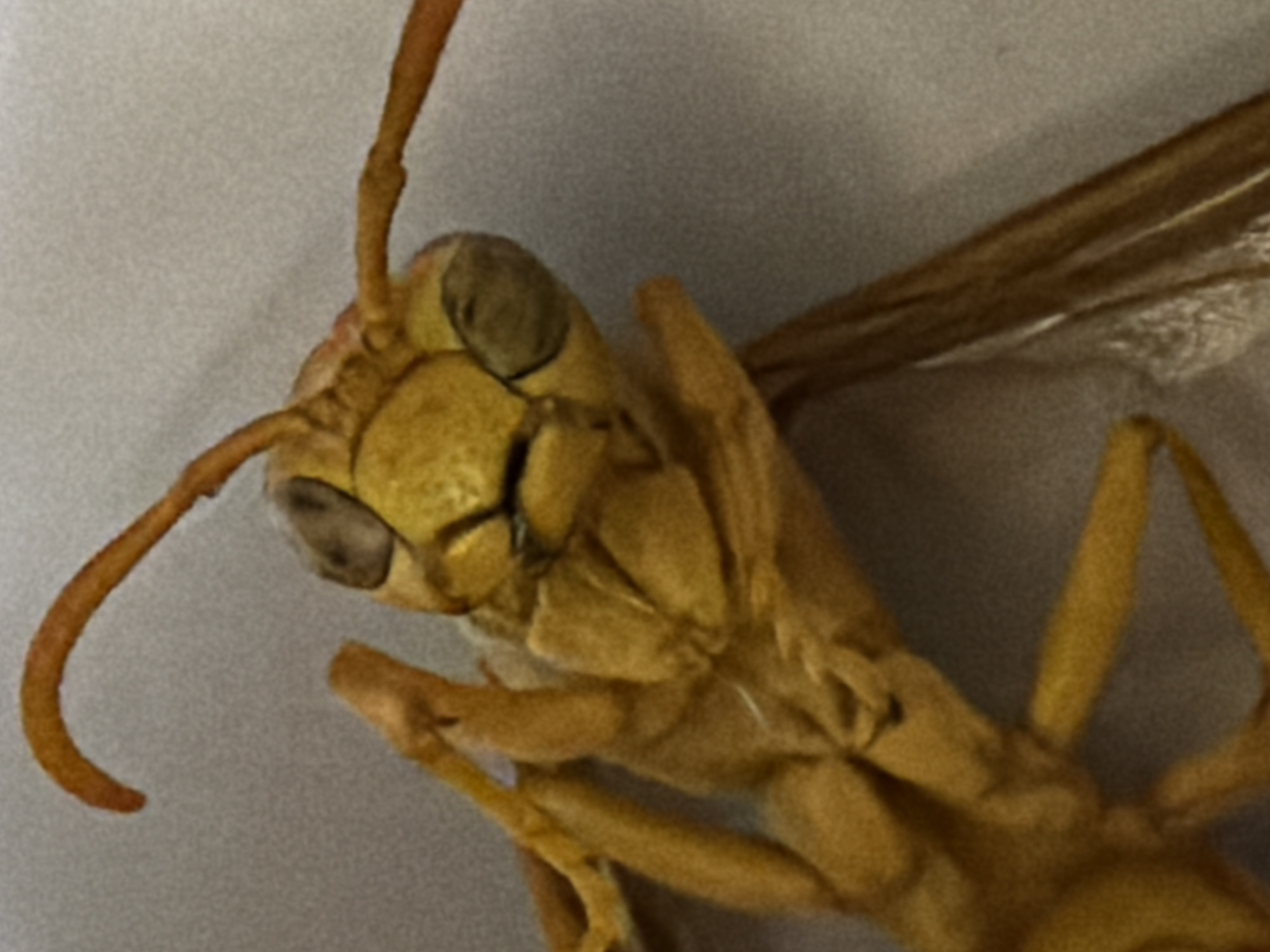 A close-up, overhead shot shows a dried, yellow wasp specimen against a muted, textured background. The insect is positioned to the left of the frame, with its head tilted upwards and to the right. The wasp's body is segmented, with visible legs and antennae. One wing is extended to the right, appearing translucent and veined. The overall lighting is soft, creating subtle shadows on the specimen. The scene is devoid of any environmental context that would indicate its location in Chirchik, Uzbekistan, or any urban setting.