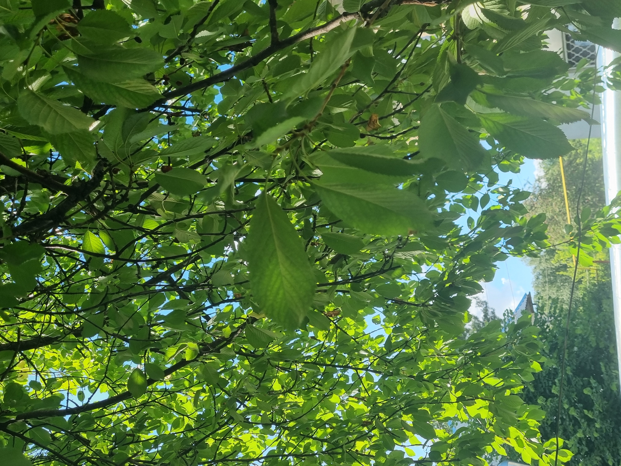 The image is an outdoor, low-angle shot looking up through the canopy of a leafy green tree. Sunlight filters through the dense foliage, creating a dappled effect. The sky is visible in patches between the leaves, appearing bright blue. Some small dark fruits, possibly cherries, are visible on the branches. In the background, out of focus, are glimpses of a building with a blue roof, other trees, and what appears to be a white car or structure. The scene suggests a warm, sunny day in an urban or suburban environment.