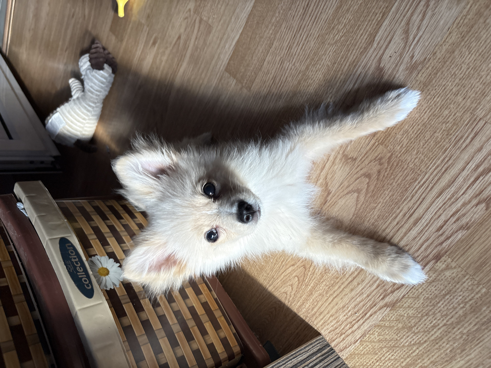 In Tankovo, Bulgaria, a light-colored Pomeranian puppy lies on a wooden floor. The puppy is facing the camera, with its front paws extended forward. Its fur is fluffy and light cream in color, with white tips on its paws. The puppy has large, dark eyes and a black nose.
To the left of the puppy, a woven storage basket is partially visible. It has a dark brown rim and a light-colored front panel with the word "collection" and a small daisy sticker.
In the background, a white plush toy with brown accents lies on the floor. To the far right, a small yellow object is partially visible. Sunlight casts a shadow across the floor, illuminating the puppy.
