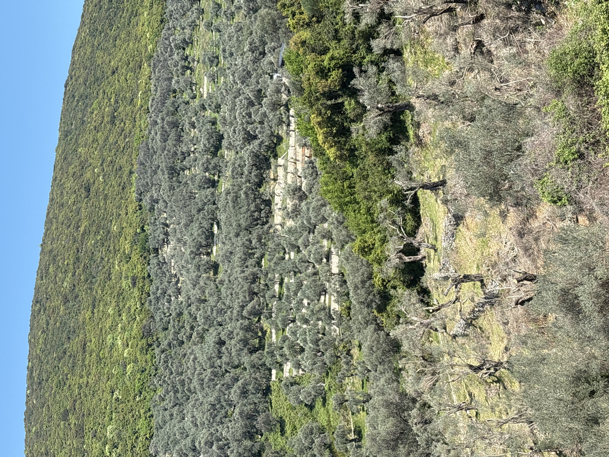 The image shows a hillside view in Bratica-Braticë, Montenegro. The left portion of the hillside is densely covered with green trees. Adjoining the forested area is a section of olive trees planted in a structured manner, supported by stone terraces running horizontally across the slope. The right side of the image features more sparse olive trees and grassy areas. The sky is visible as a sliver of blue along the upper left edge.