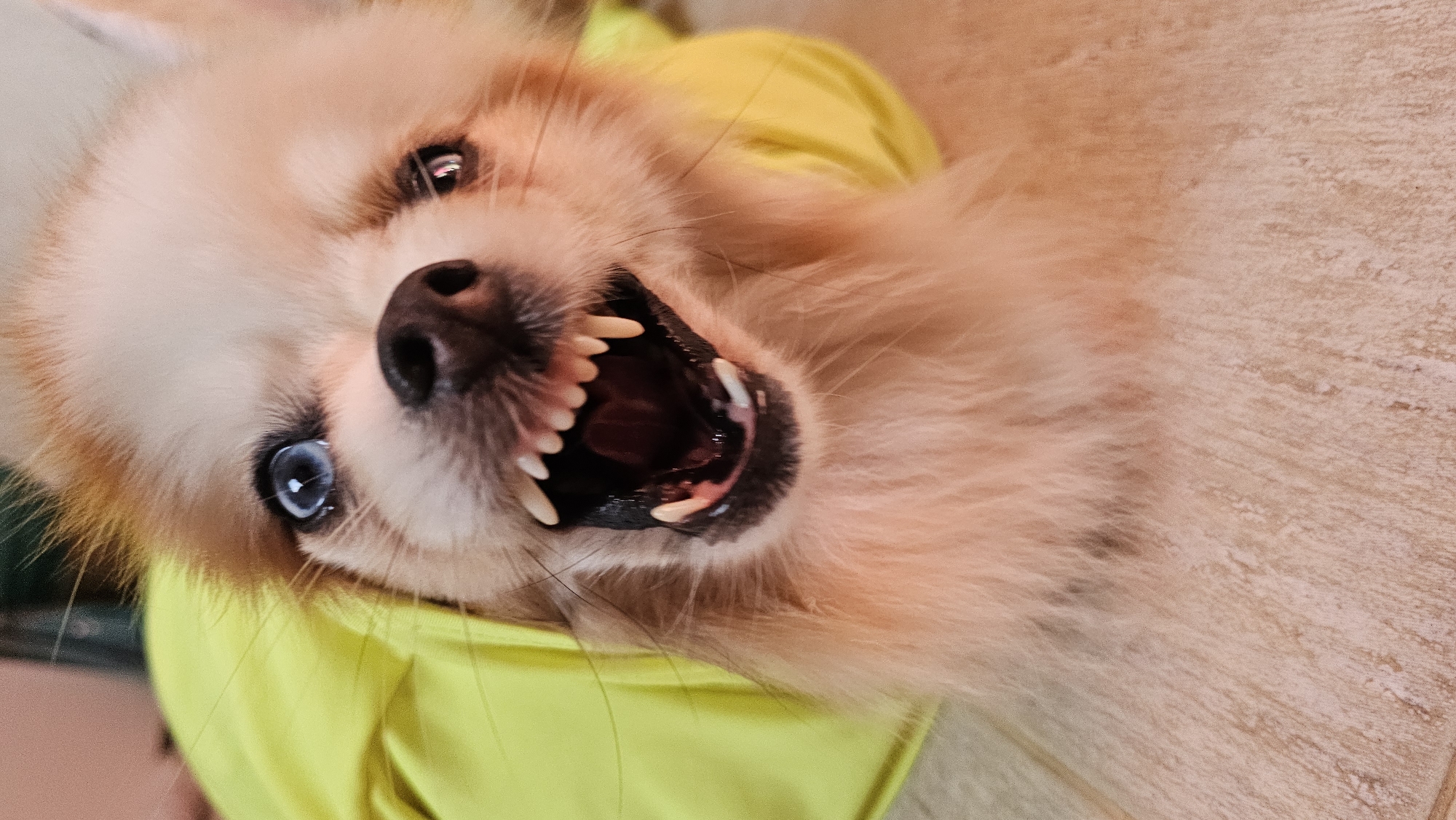 A Pomeranian dog with light brown and white fur is shown in a close-up, head-on shot. The dog is wearing a bright yellow garment, visible around its neck and shoulders. Its mouth is open, revealing sharp teeth and a dark pink tongue and mouth interior. The dog's eyes are visible; the left eye is a striking bright blue, while the right eye is darker with a visible reflection. The background is blurred, but appears to be an indoor setting with a light-colored, textured floor. The image does not depict any location in Baan Chaweng, Thailand.