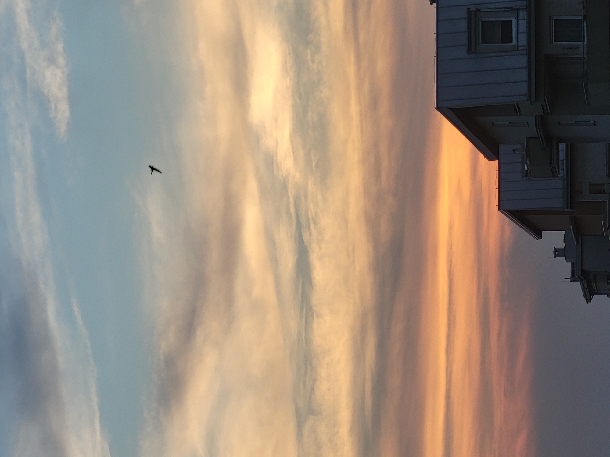 A silhouette of a bird in flight is visible against a sky filled with wispy clouds painted in hues of orange, pink, and pale blue, suggesting a sunset or sunrise. In the foreground, the rooftops of several buildings are visible, their structures dark against the vibrant sky. One building features a window and a chimney. The setting appears to be urban, though specific location details are unavailable.