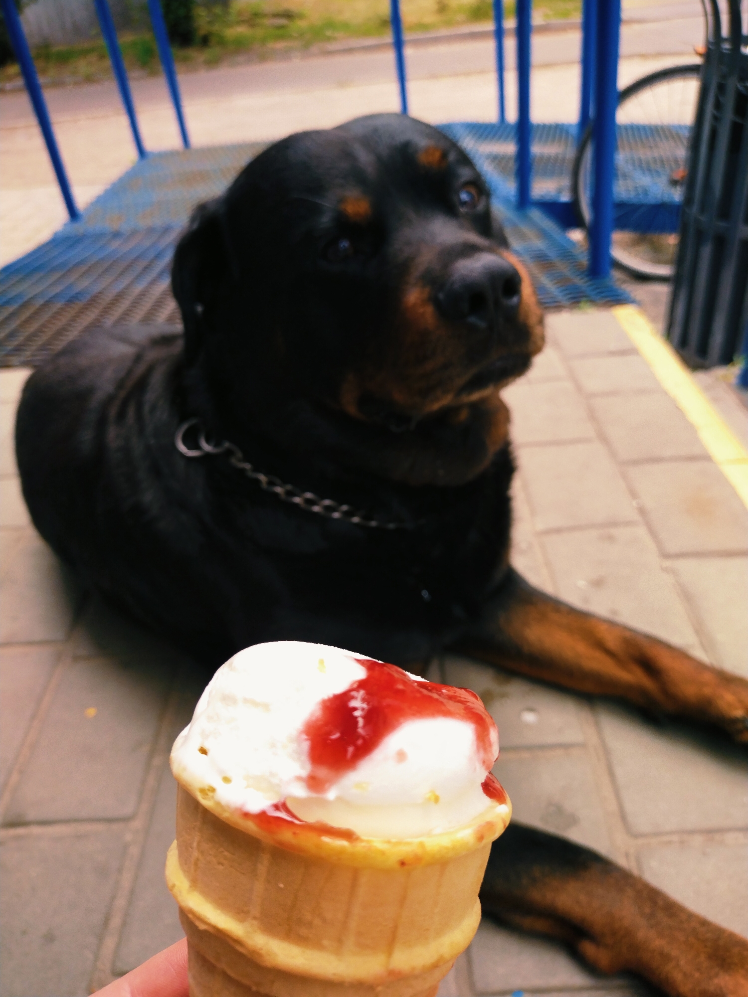 A rottweiler dog lies on a paved surface with a portion of a human hand holding an ice cream cone in the foreground. The dog is black and tan with a chain around its neck. The ice cream is vanilla with a red topping. In the background, there are blue metal structures and a bicycle wheel. The scene appears to be outdoors, possibly in a public area or park. The image was taken in Horishni Plavni, Ukraine.