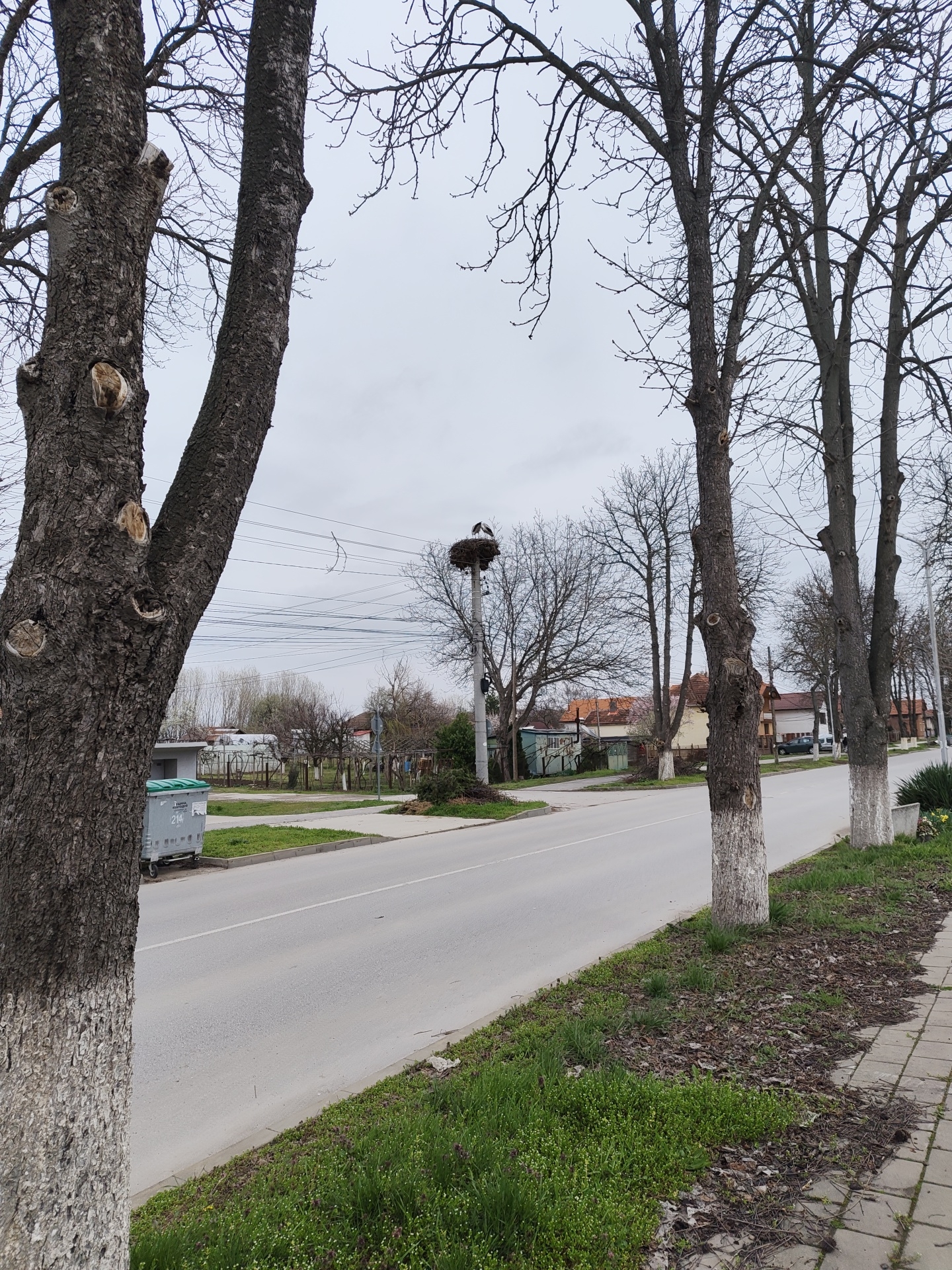 The image depicts a street scene in Kozloduy, Bulgaria. A grey asphalt road stretches through the center of the frame, flanked on one side by a sidewalk paved with square concrete stones and a strip of greenery and on the other side by a similar grassy area. The street is lined with deciduous trees, their lower trunks painted white, which are mostly bare of leaves, suggesting either late autumn or early spring. Overhead, a network of power lines crisscrosses the street. In the distance, a stork nest sits atop a utility pole, with two storks visible in the nest. Various buildings and houses line the street in the background. A garbage bin stands near the street on the left side. The sky is overcast and uniformly grey, creating a flat, diffused light.