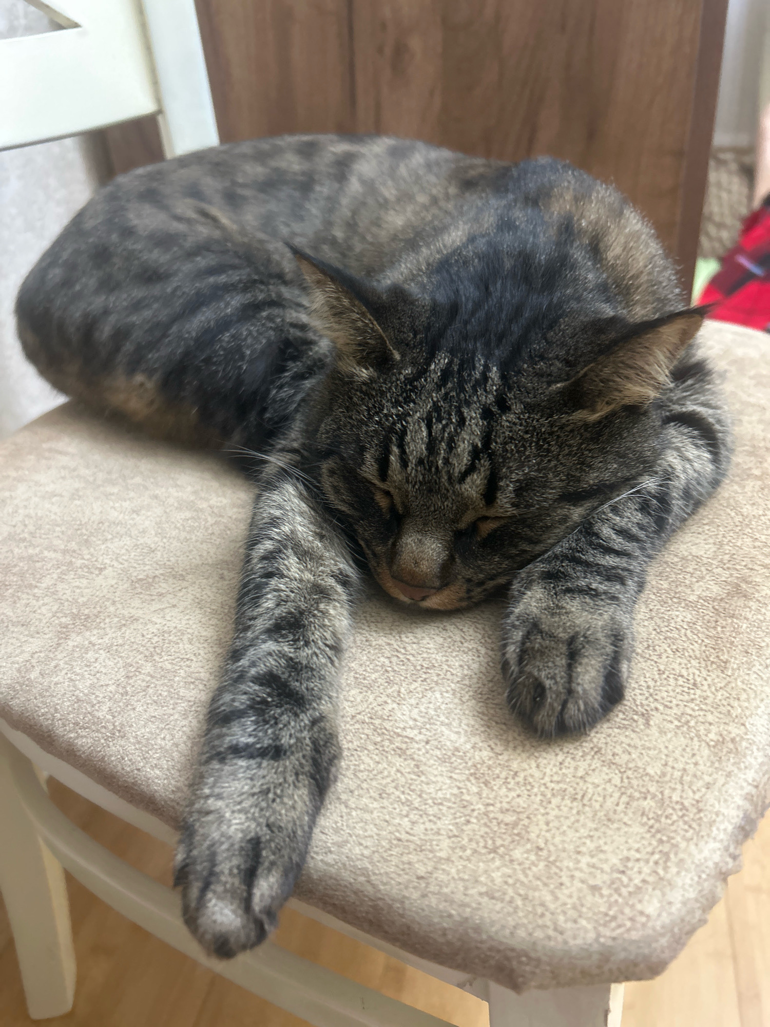 A tabby cat is sleeping curled up on a light beige cushioned chair. The cat's face is partially obscured by its paw, and its eyes are closed. Its fur has a pattern of dark gray and brown stripes. The chair has a white wooden frame and is positioned indoors, near a wooden cabinet. The floorboards are visible in the background. The location is Khyrdalan, Azerbaijan.